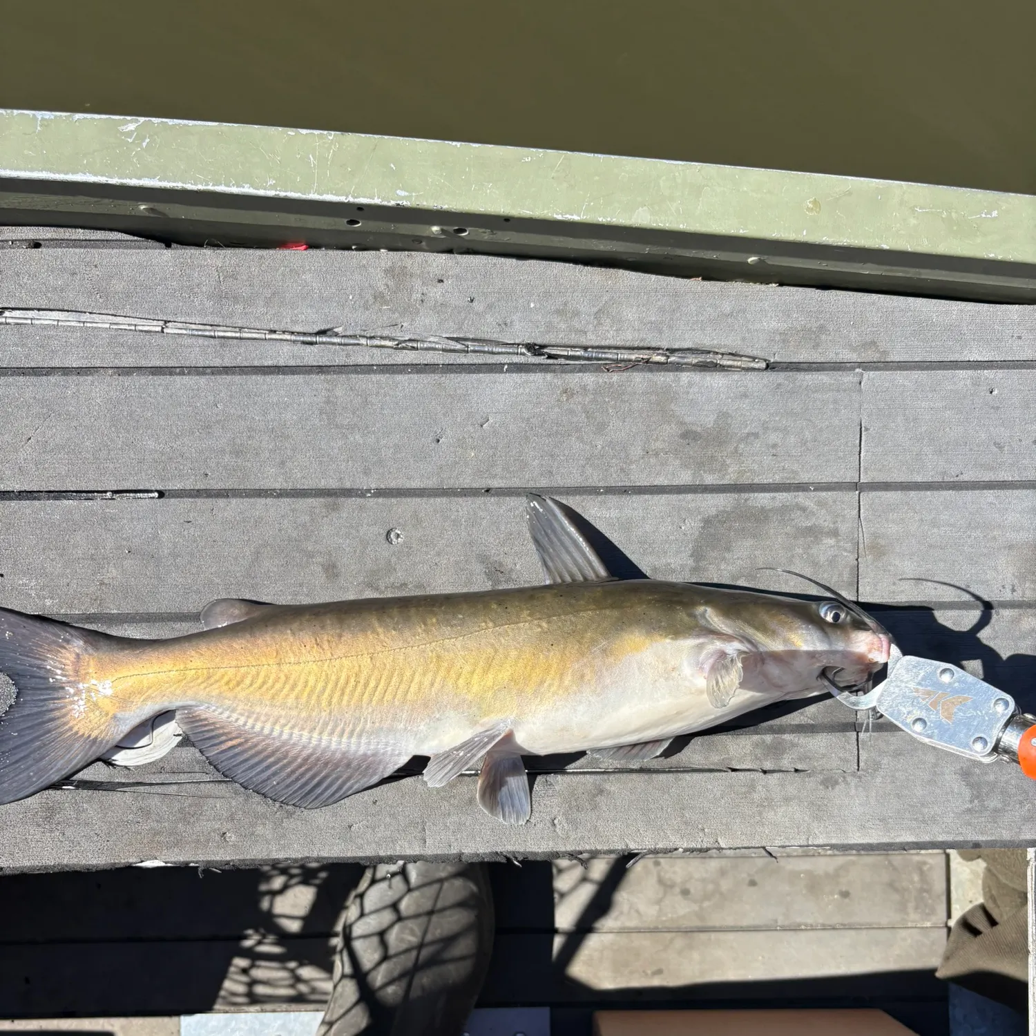 Channel catfish caught on Fishbrain