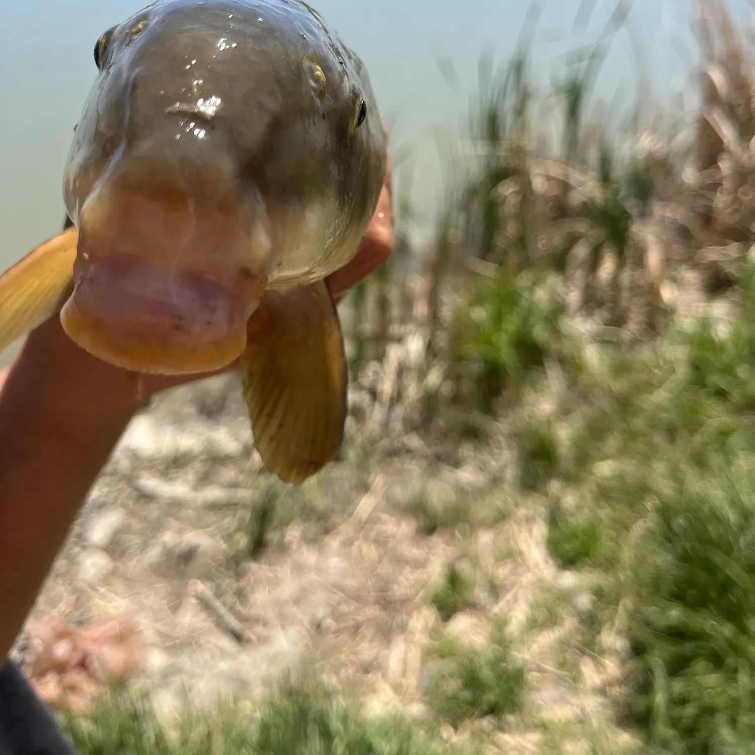 The most recent Largescale sucker catches on Fishbrain