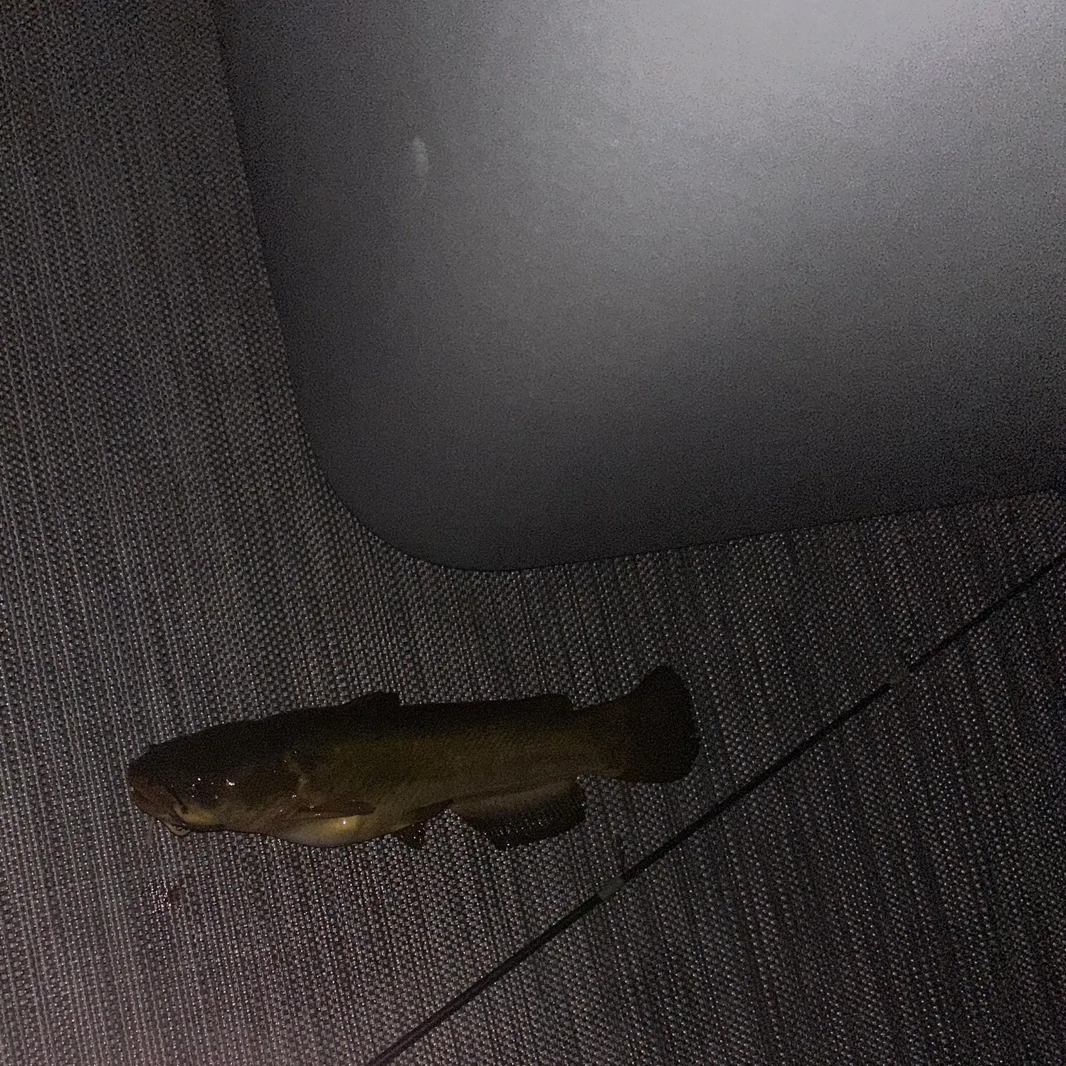 Black bullhead caught on Fishbrain
