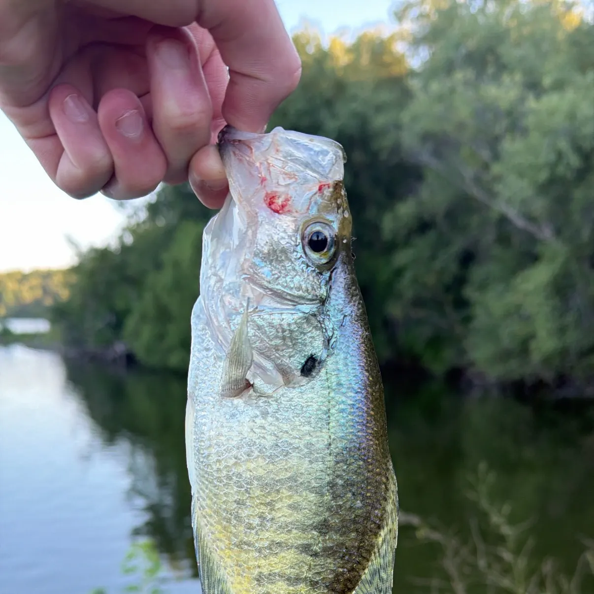 White crappie caught on Fishbrain