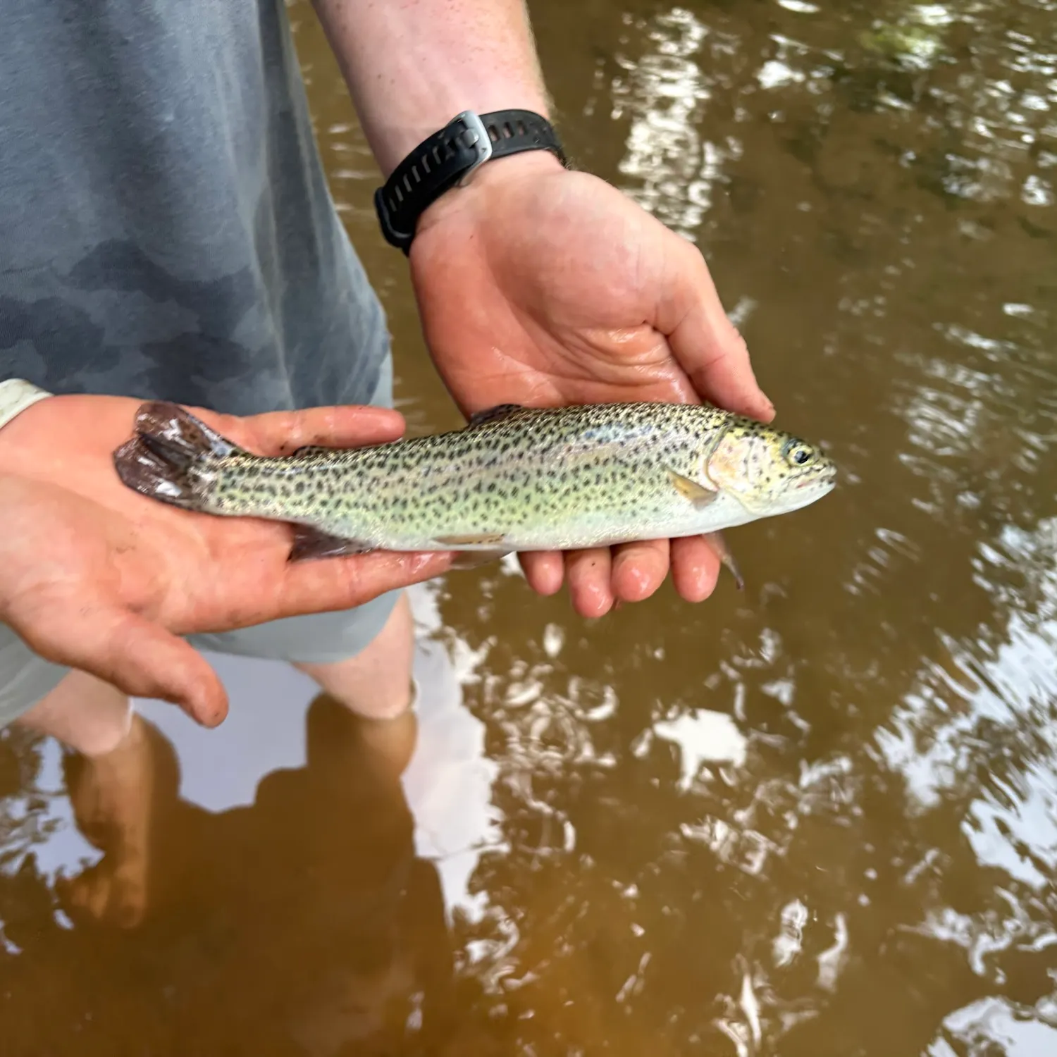 Rainbow trout caught on Fishbrain