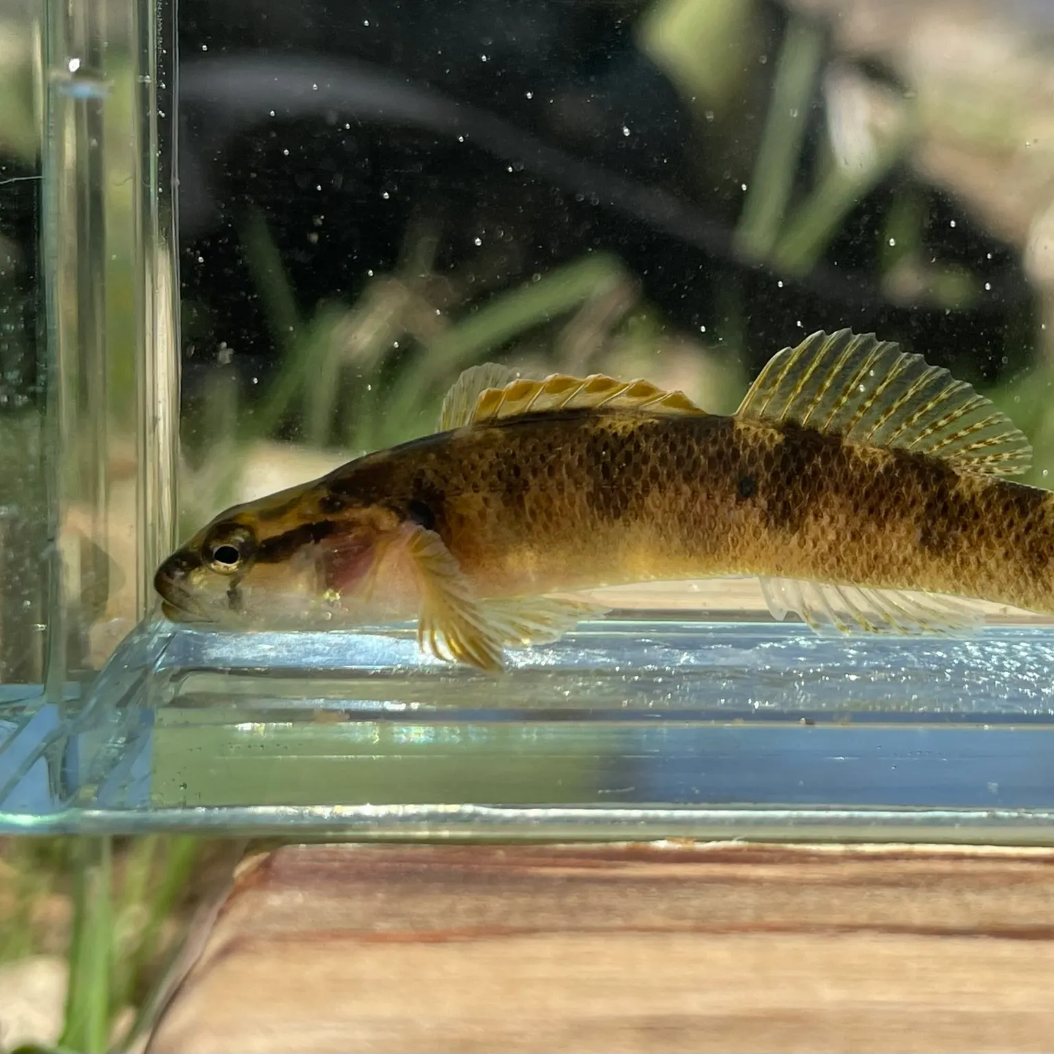 The most recent Carolina fantail darter catches on Fishbrain