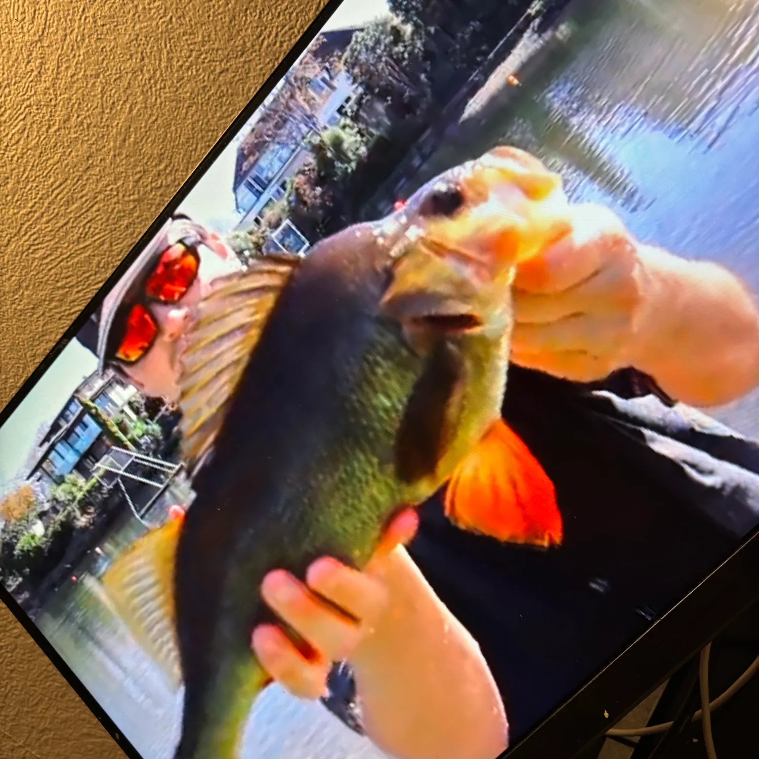 European perch caught on Fishbrain