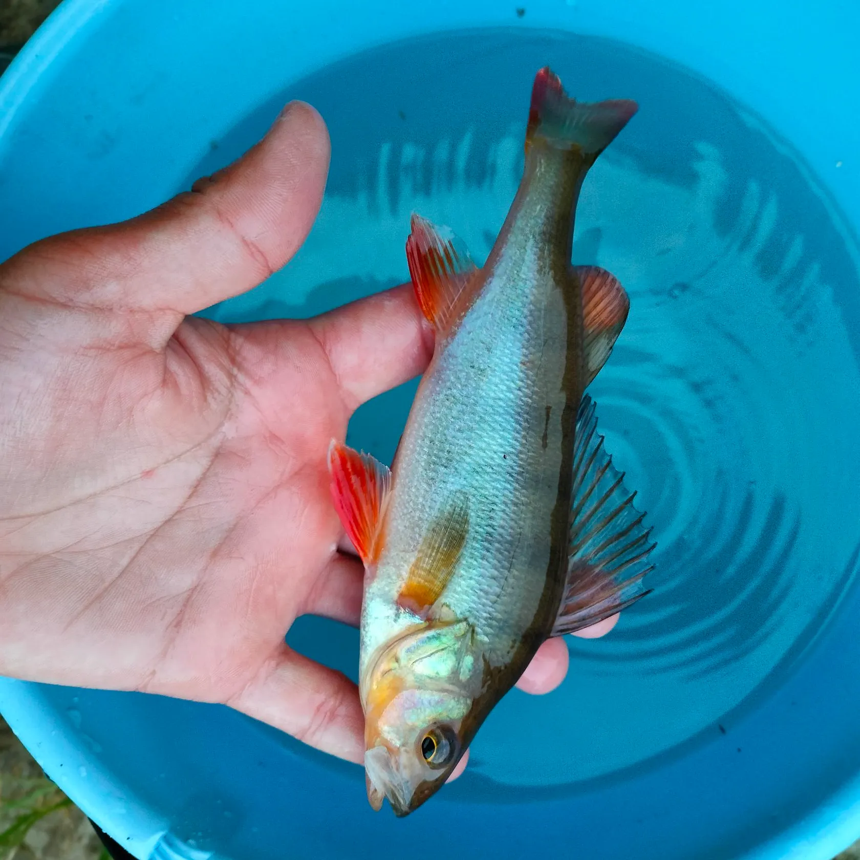 European perch caught on Fishbrain
