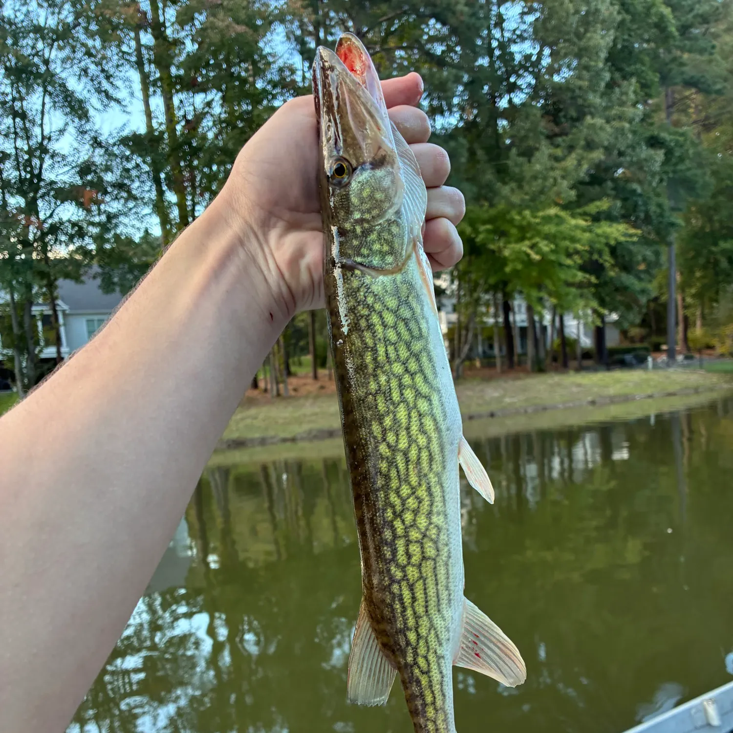Chain pickerel caught on Fishbrain