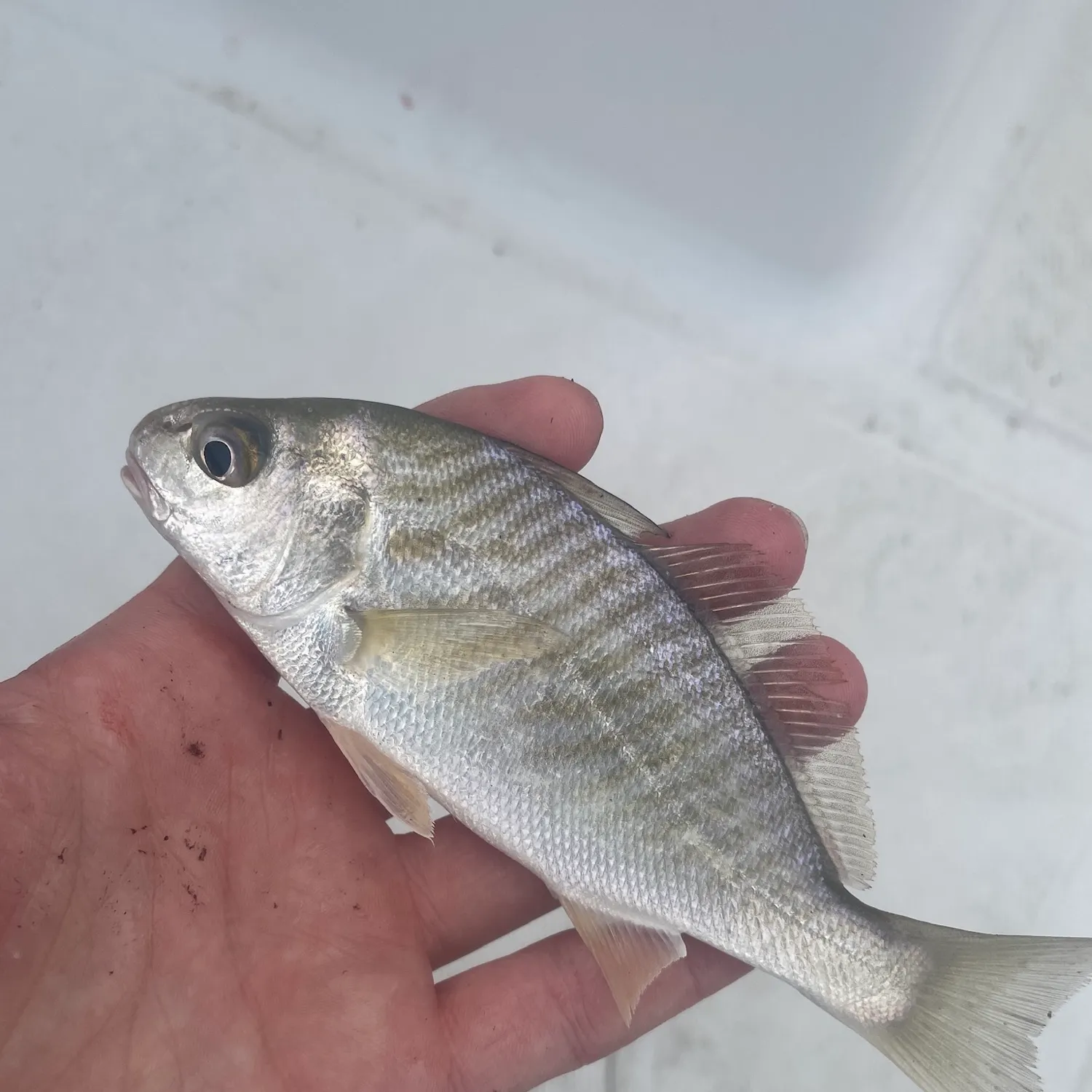 Spot croaker caught on Fishbrain