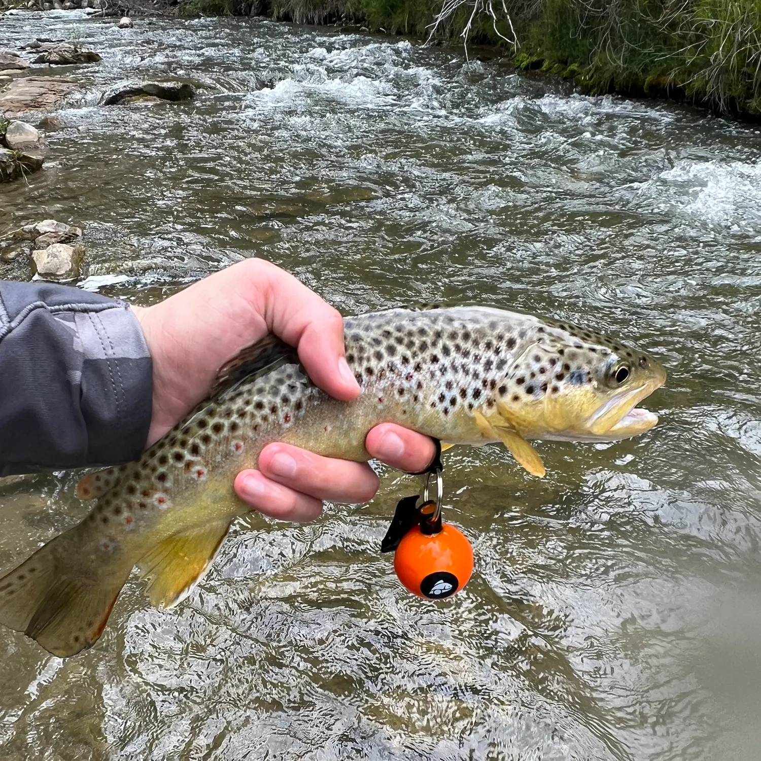 Brown trout caught on Fishbrain