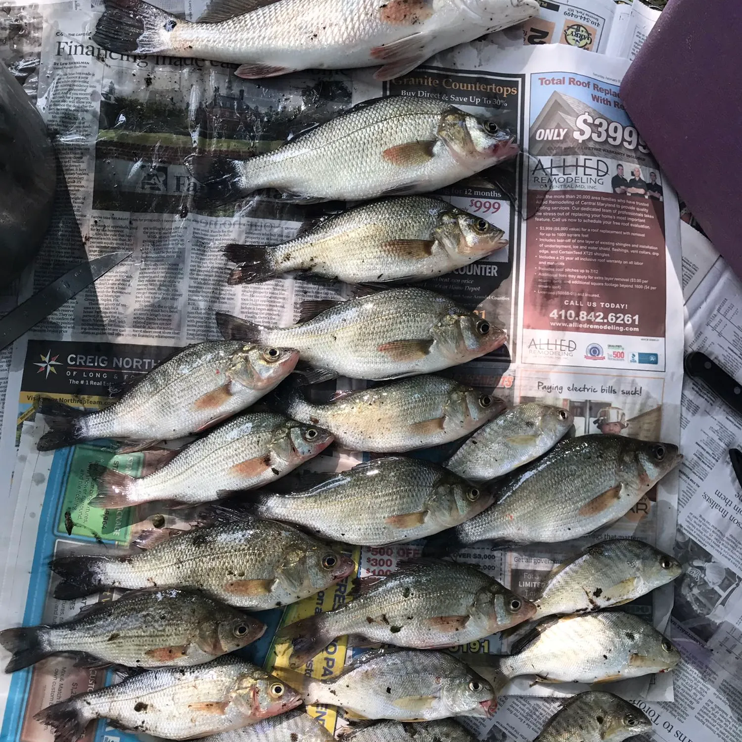 recently logged catches