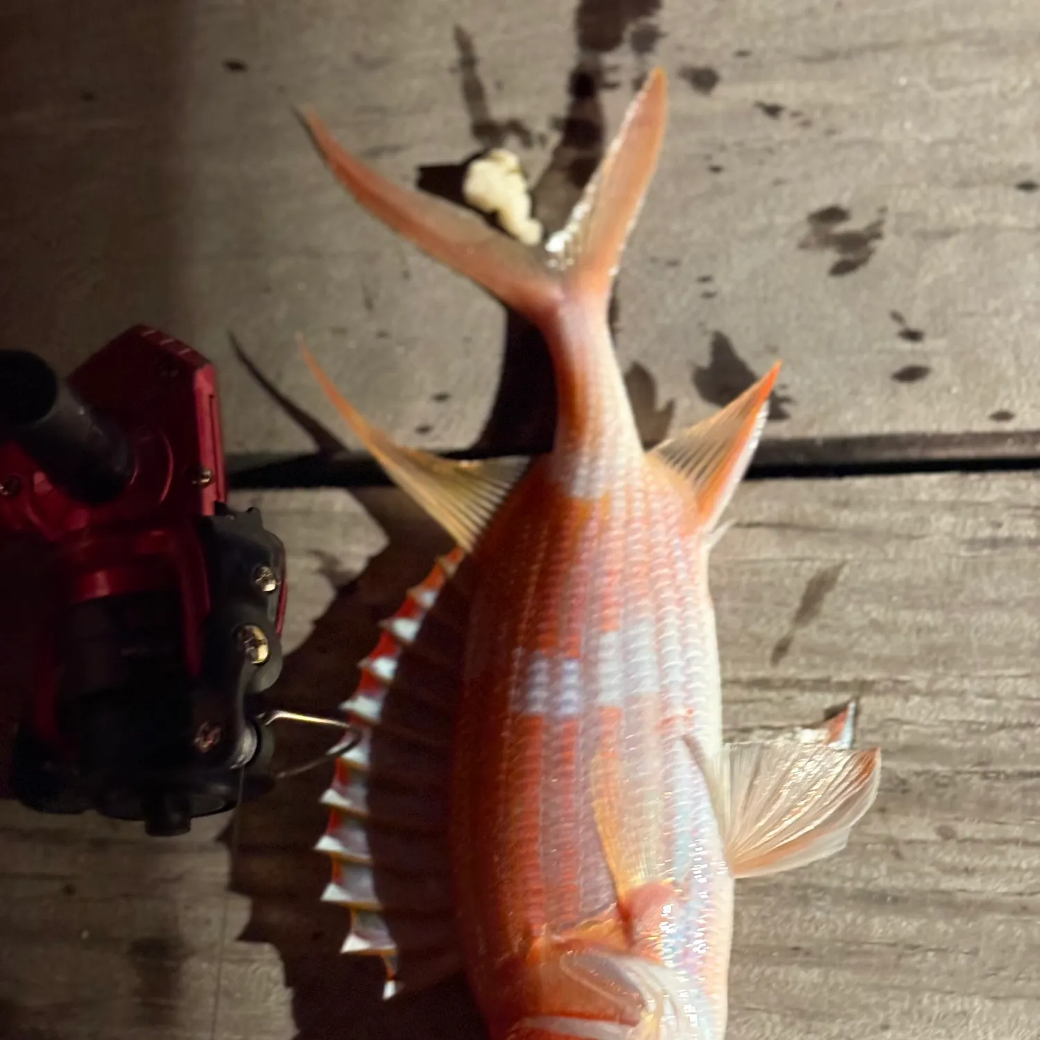 The most recent Common squirrelfish catches on Fishbrain