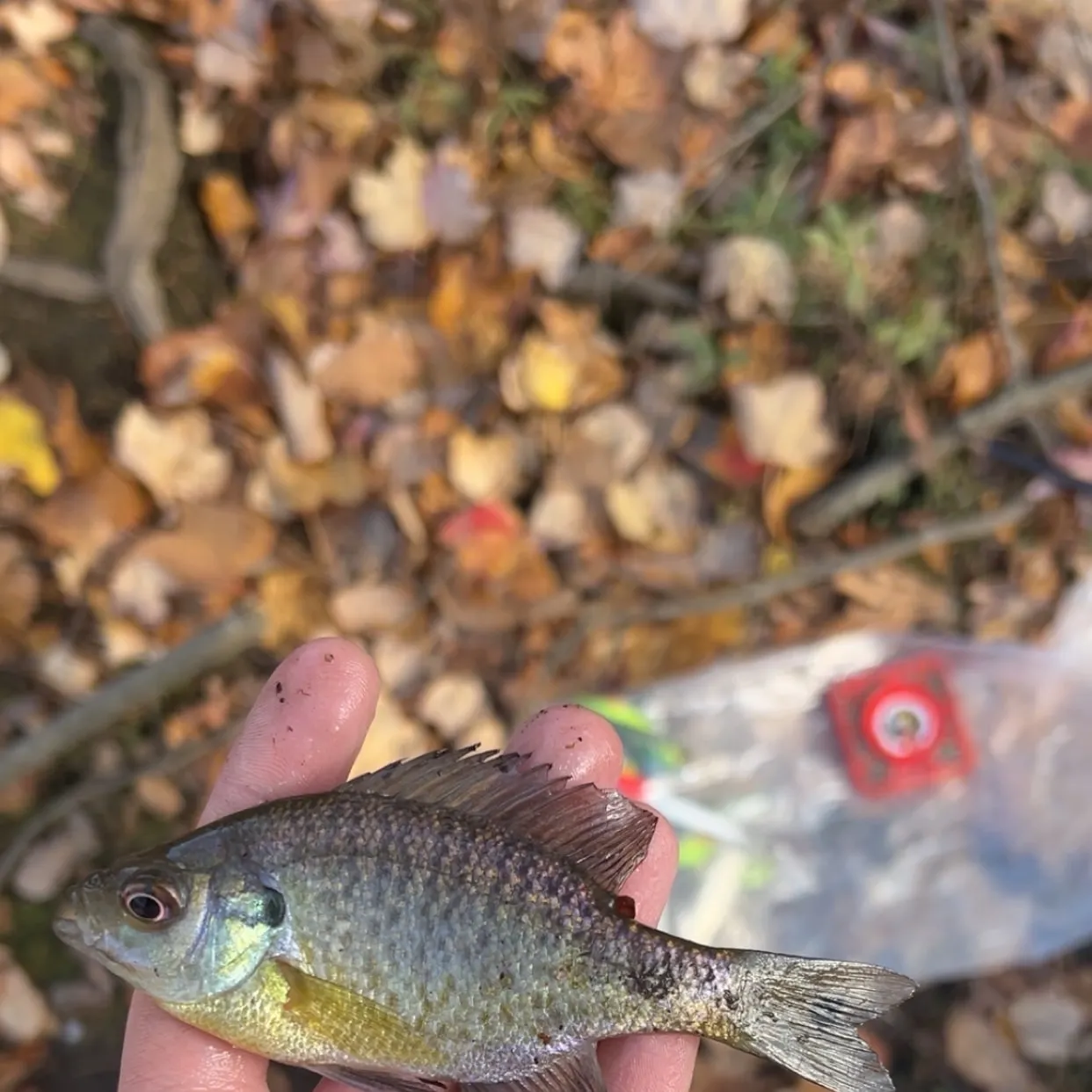 Bluegill caught on Fishbrain