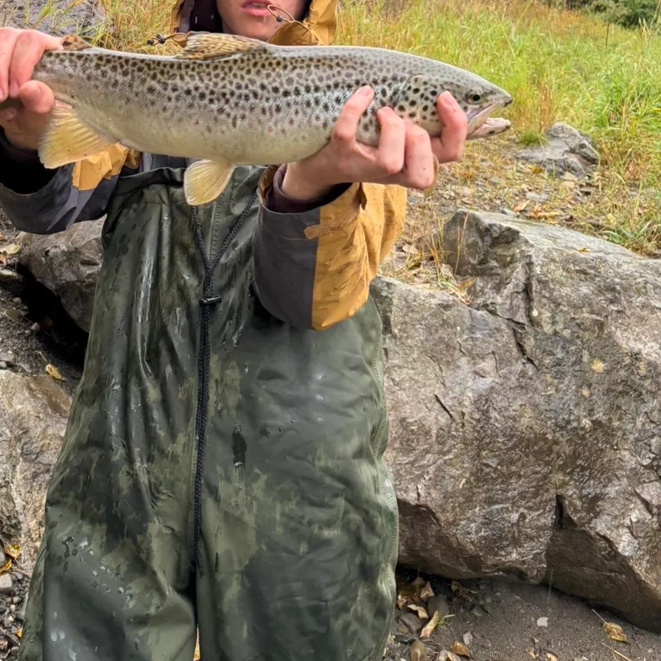 Brown trout caught on Fishbrain
