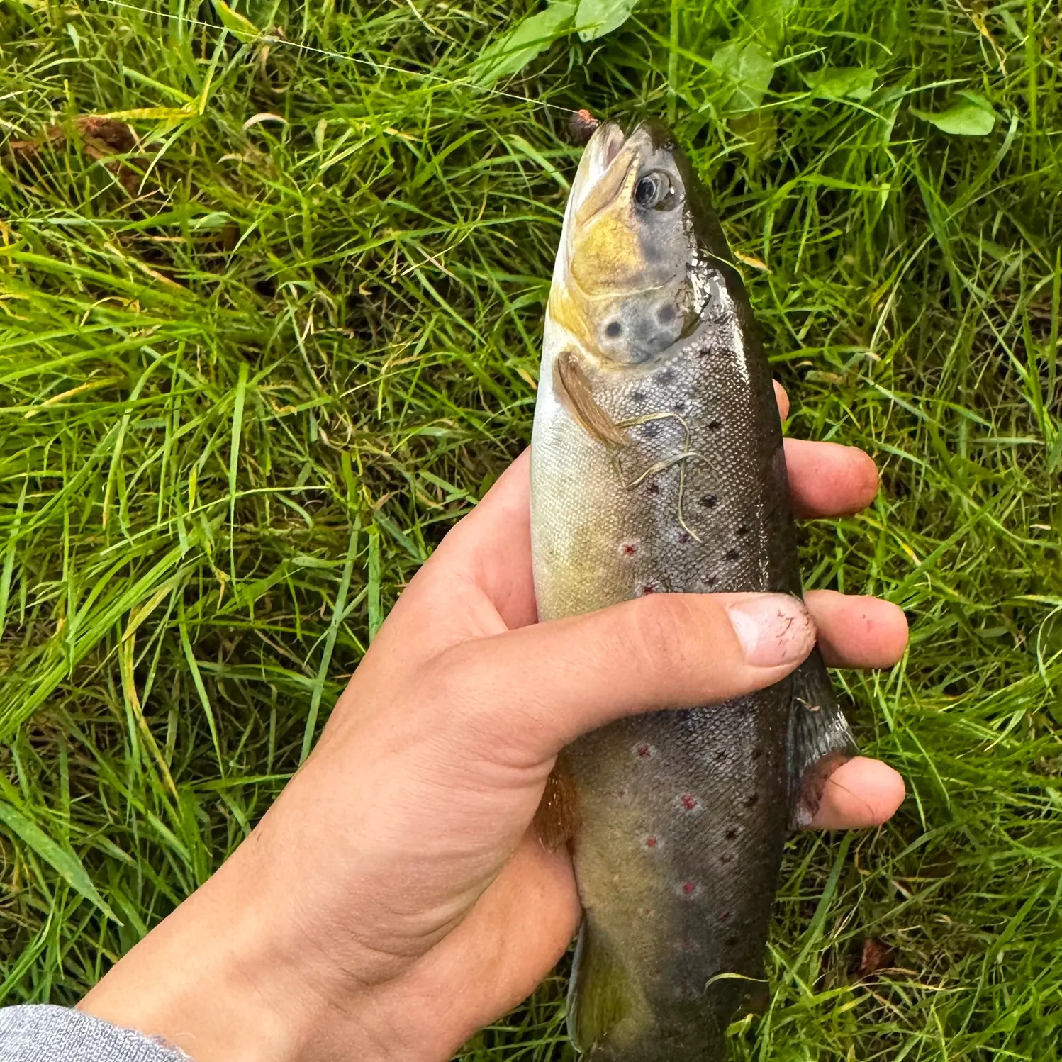 Brown trout caught on Fishbrain