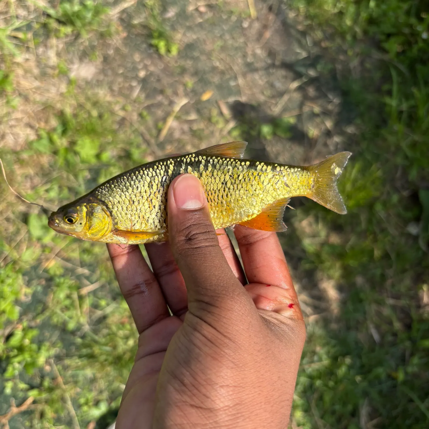 The most recent Golden shiner catches on Fishbrain