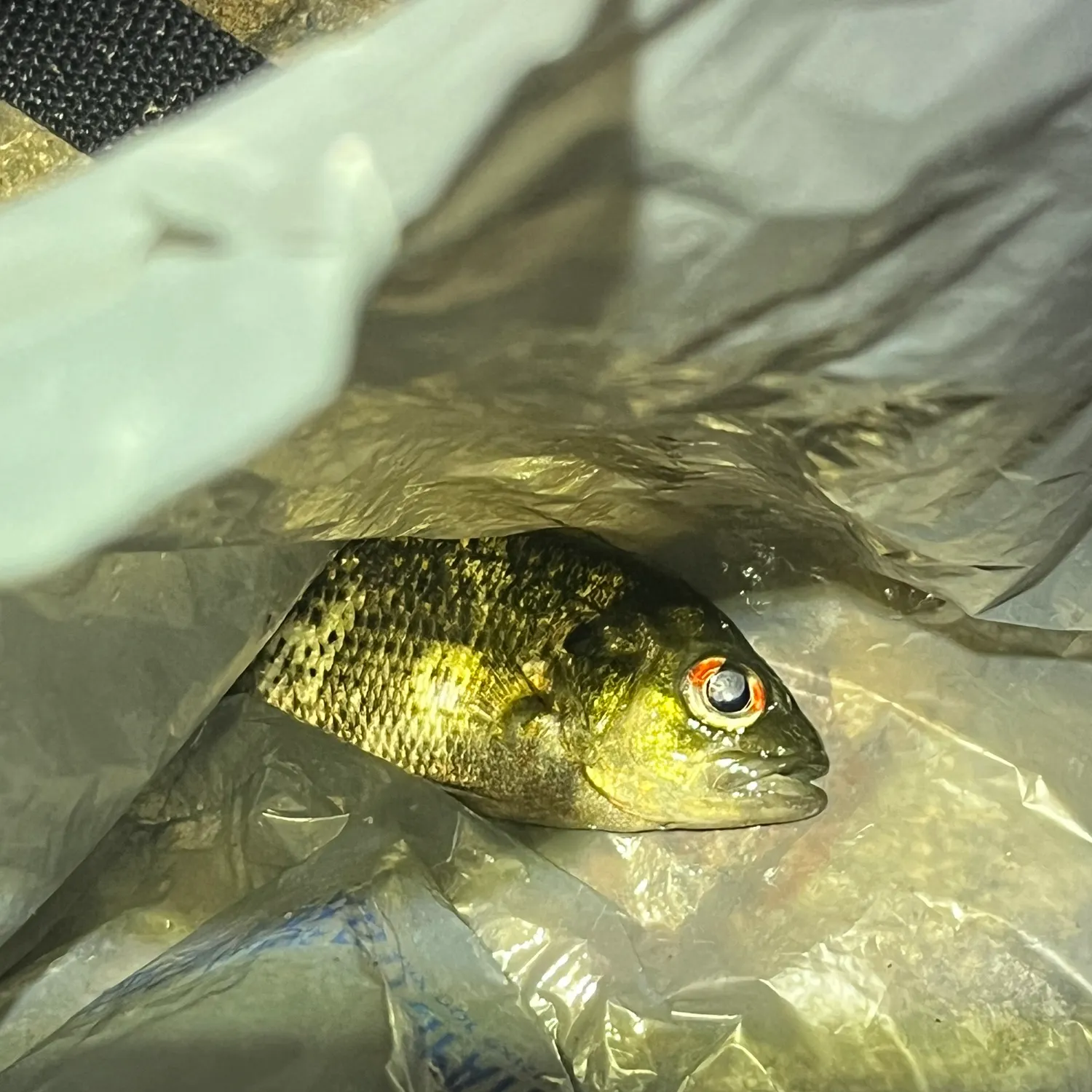 Rock bass caught on Fishbrain