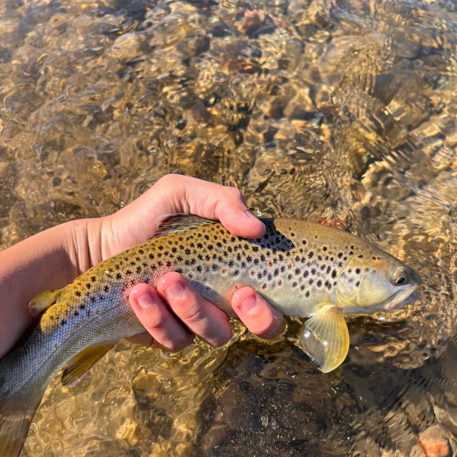 Brown trout caught on Fishbrain