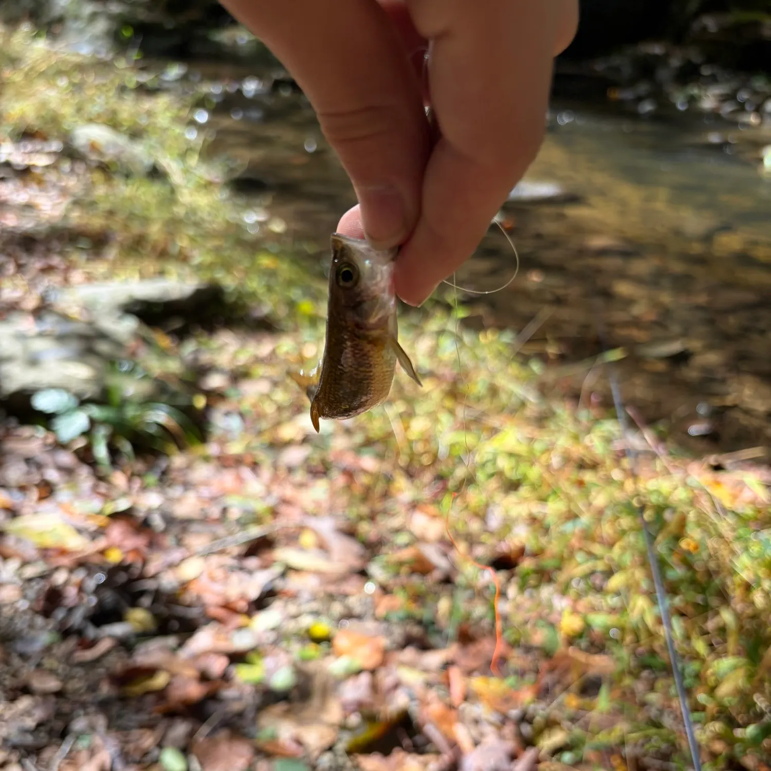 Common shiner caught on Fishbrain