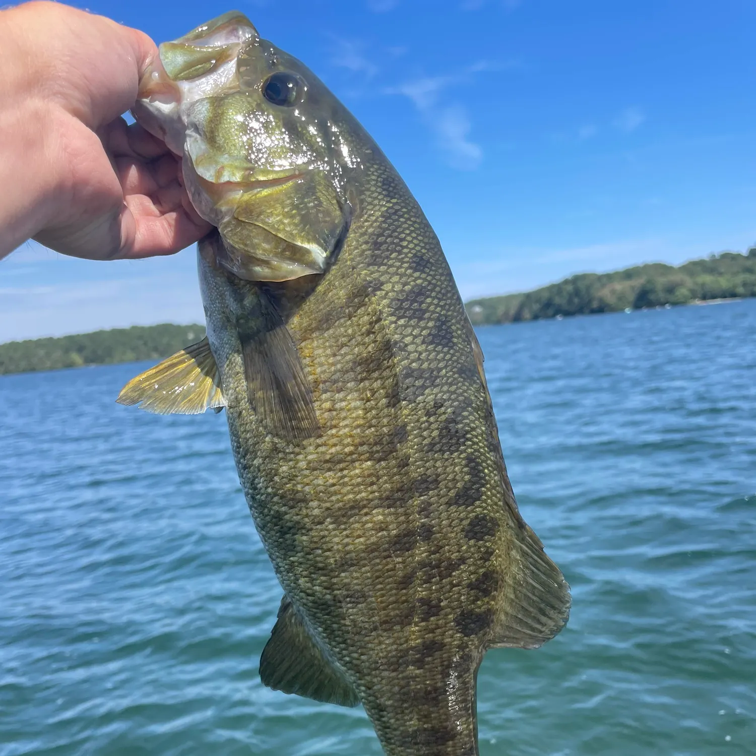 Smallmouth bass caught on Fishbrain