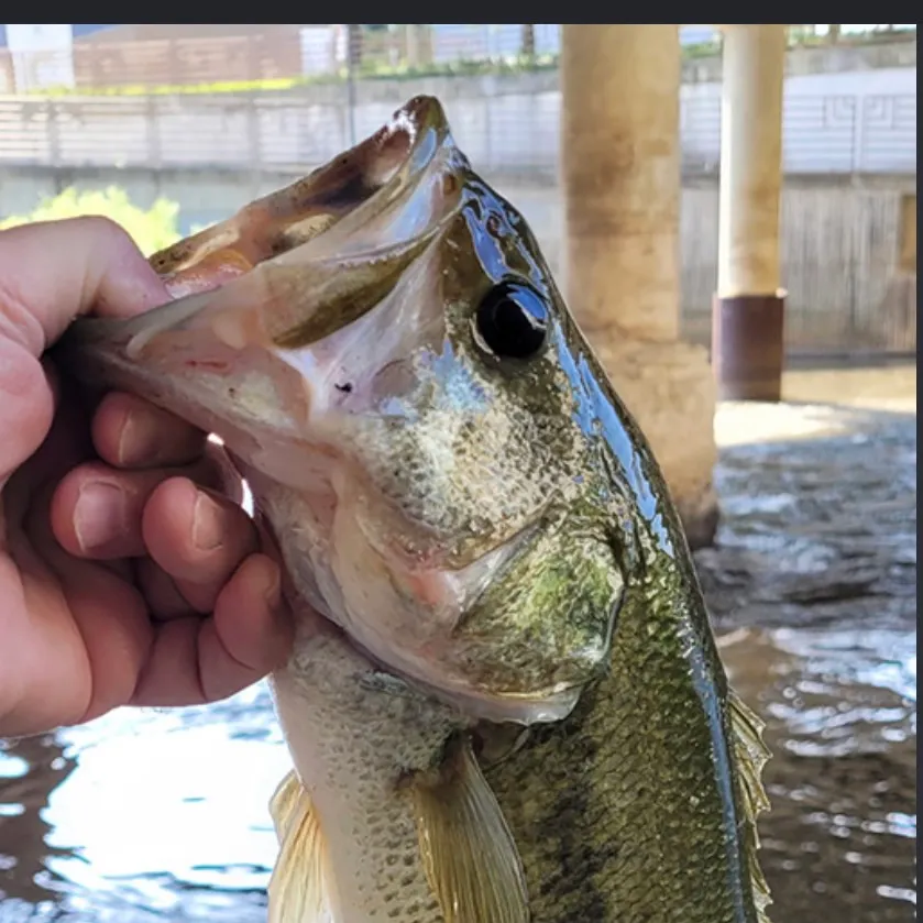 Fish caught on Fishbrain