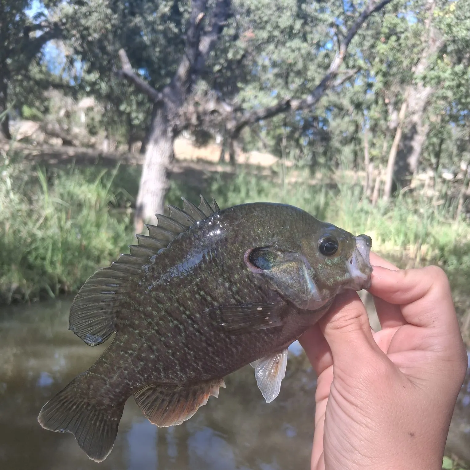 Greengill hybrid caught on Fishbrain