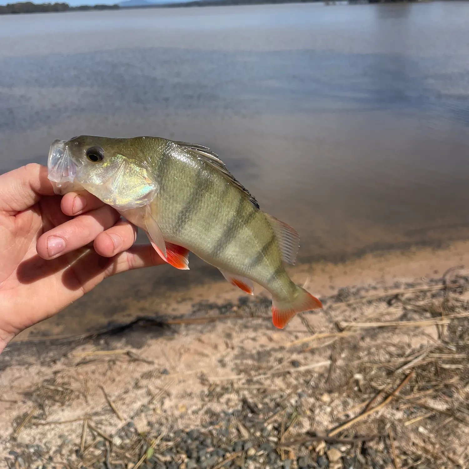 European perch caught on Fishbrain