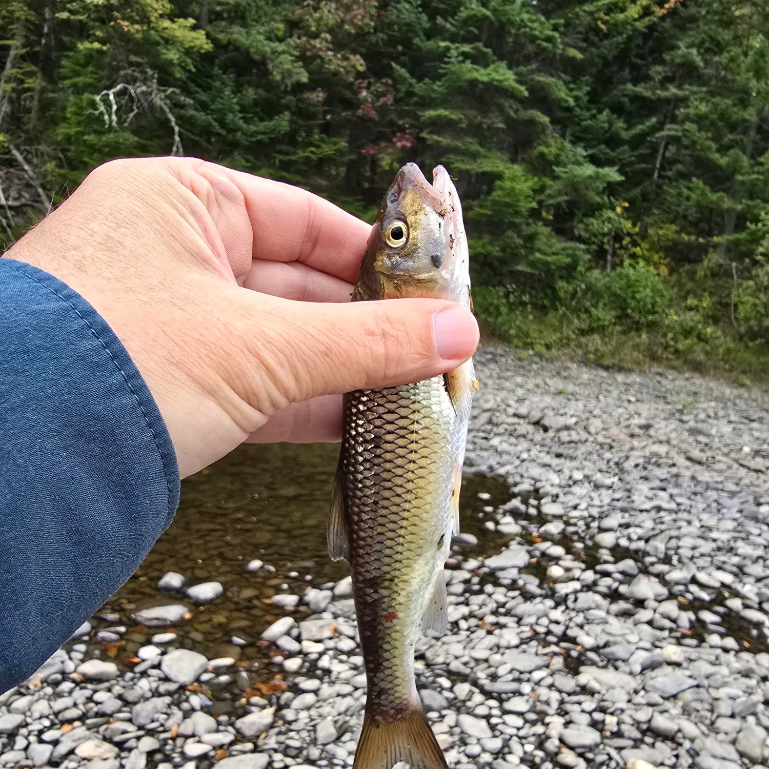 Fallfish caught on Fishbrain
