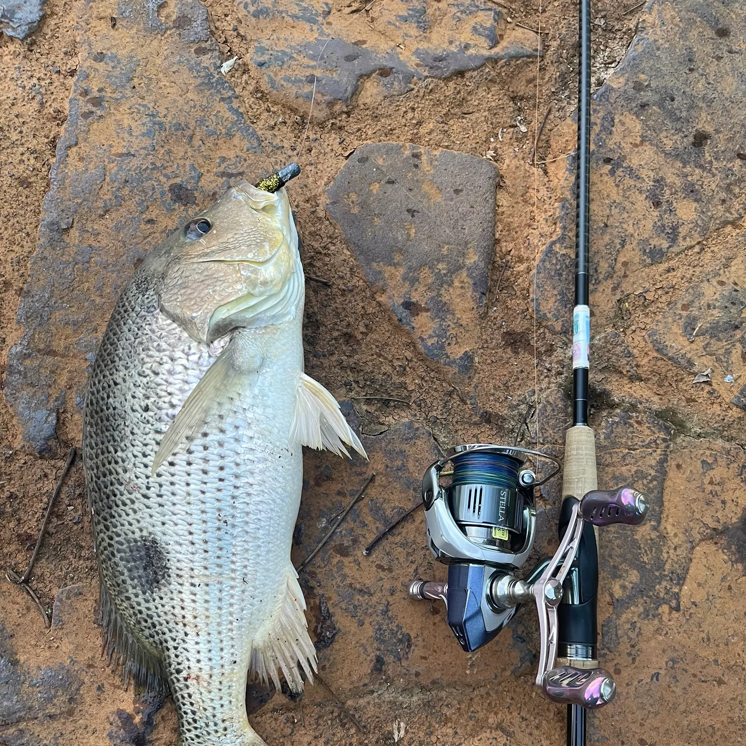 The most recent John's snapper catches on Fishbrain