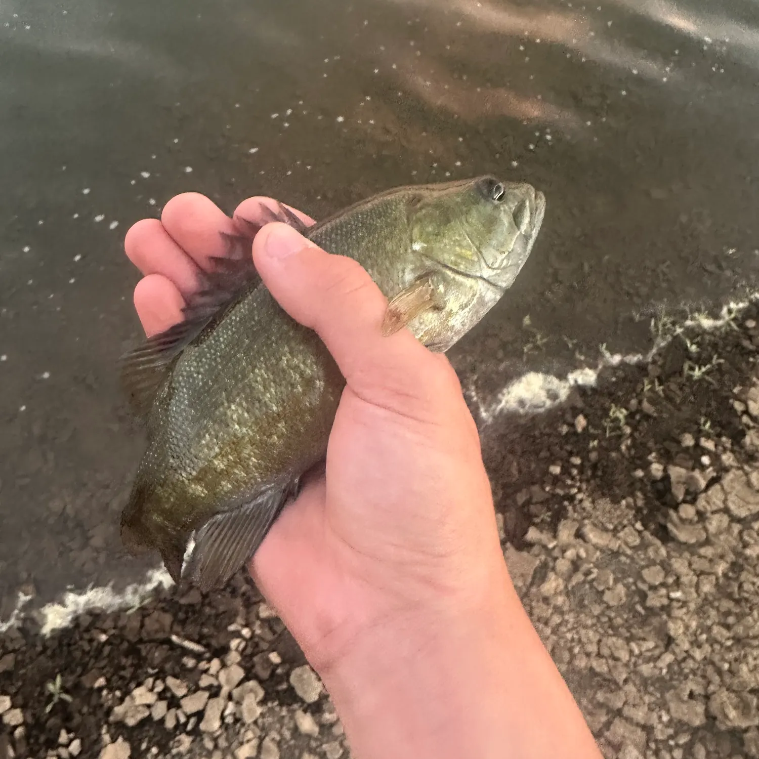Smallmouth bass caught on Fishbrain