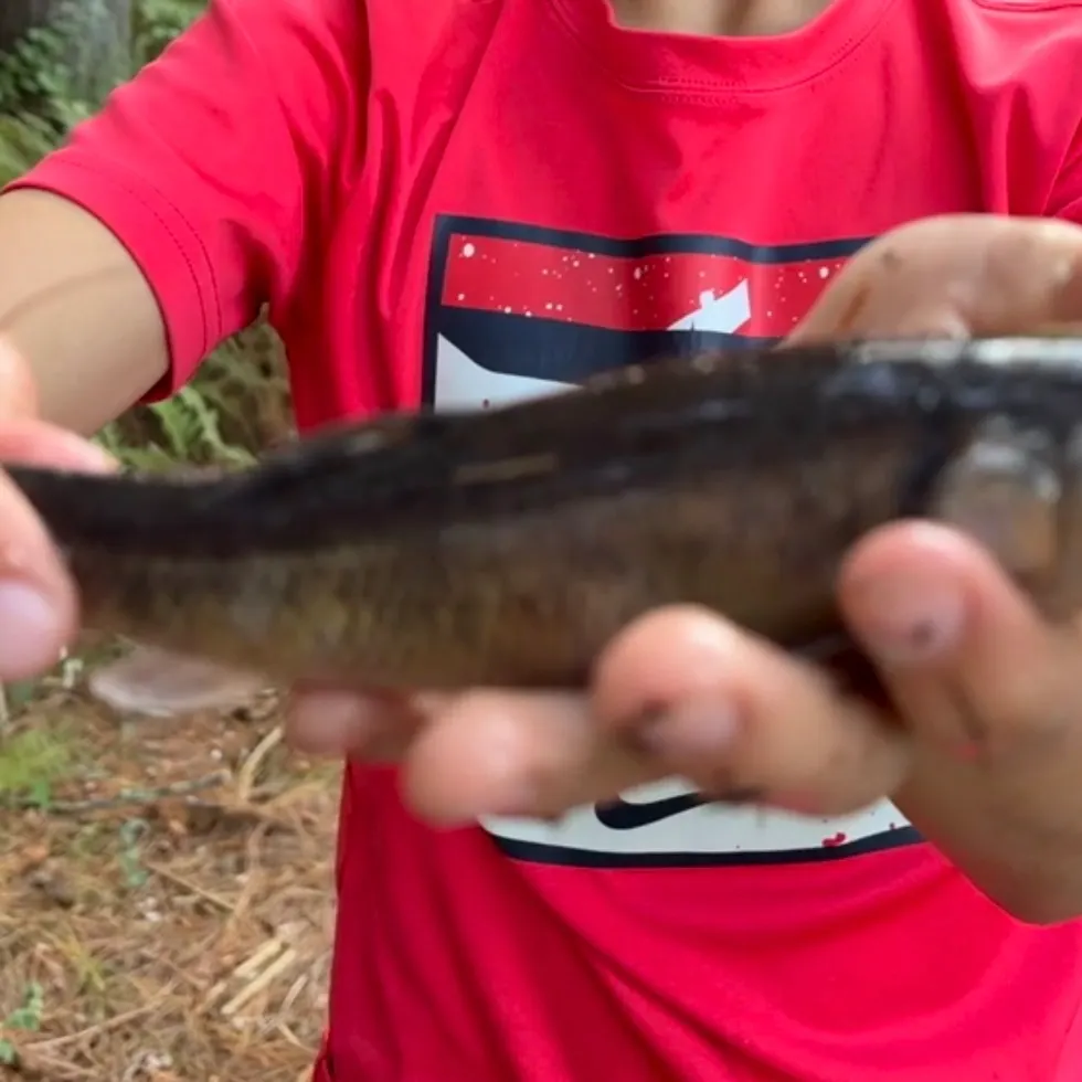 Creek chub caught on Fishbrain