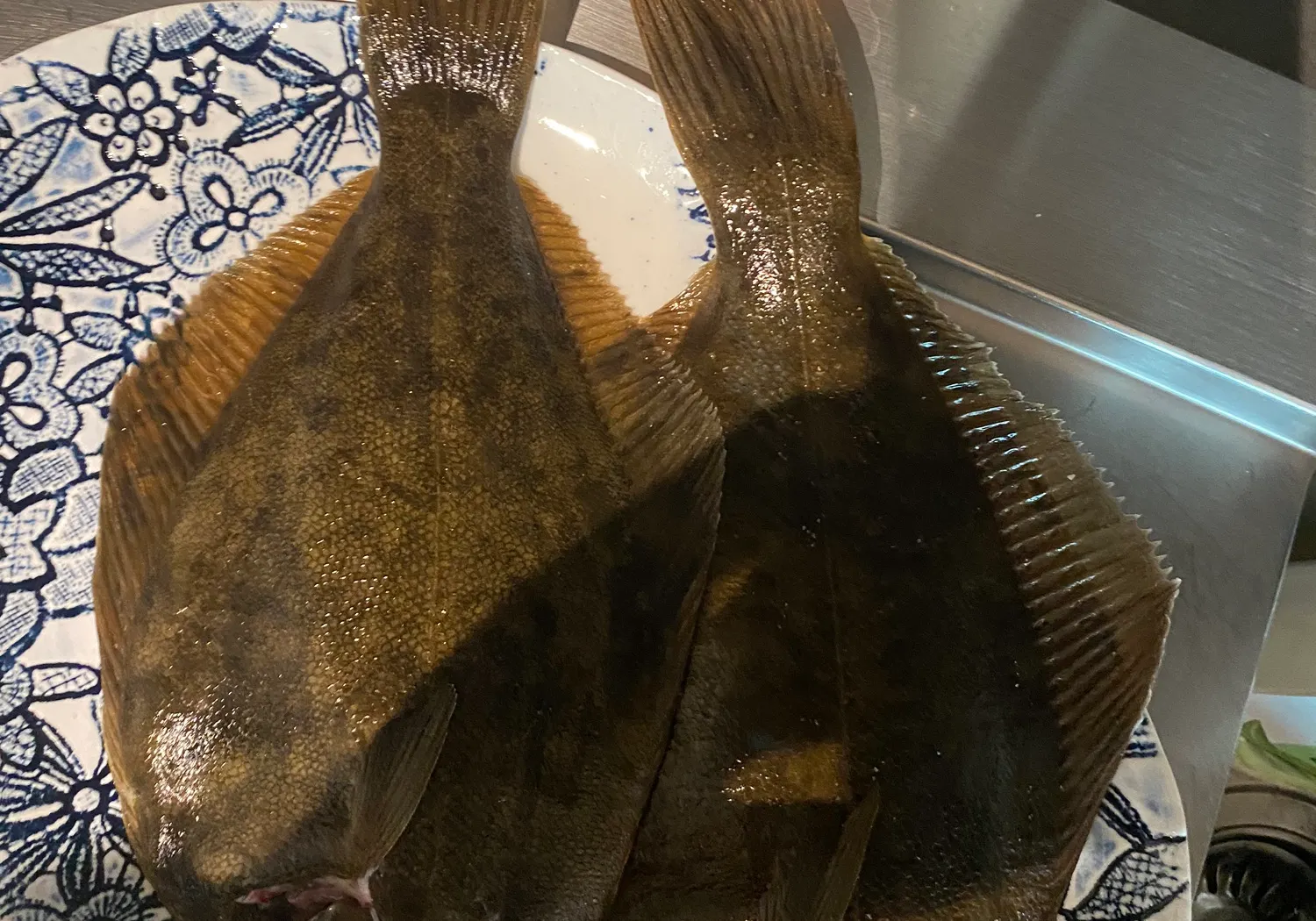 New Zealand flounder