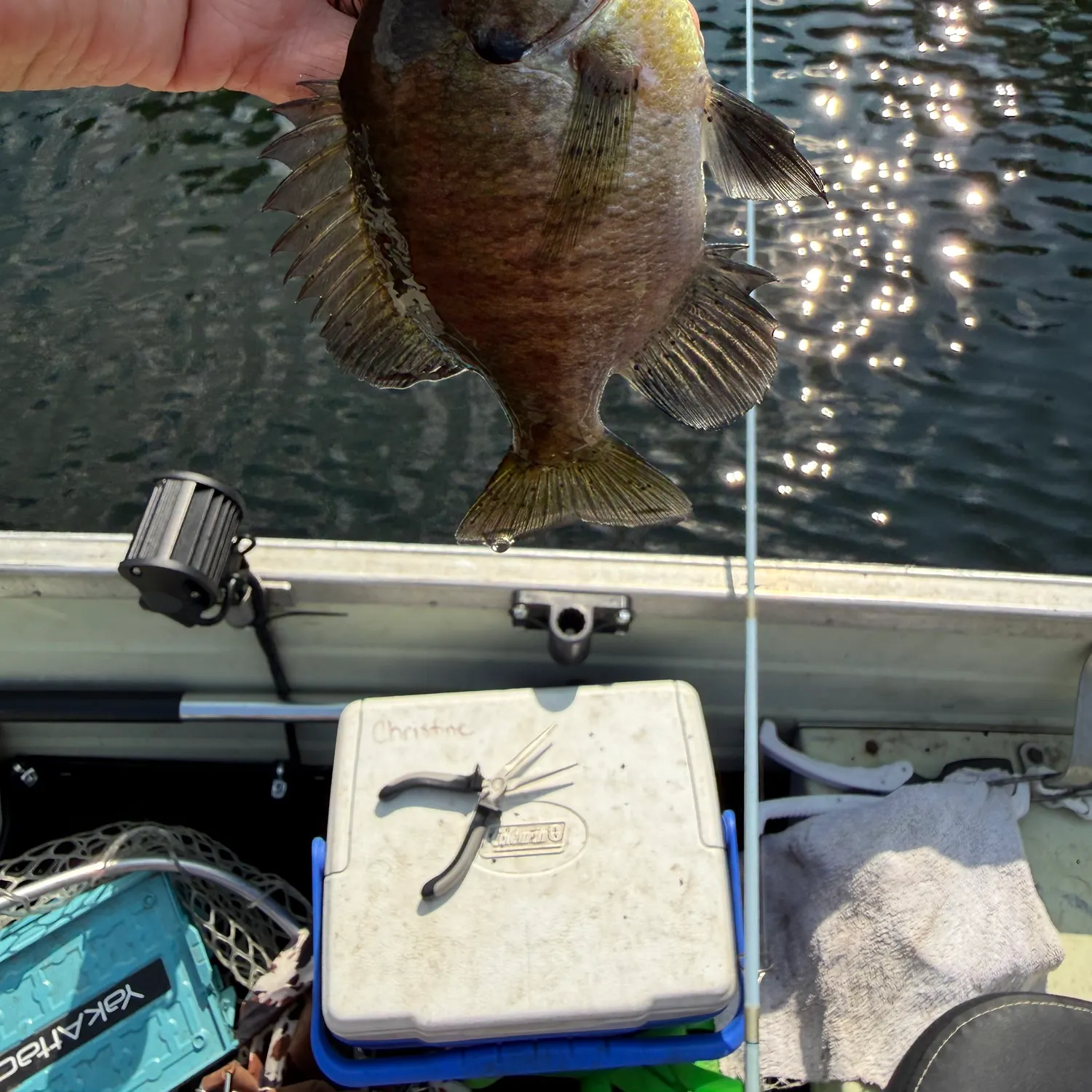 recently logged catches