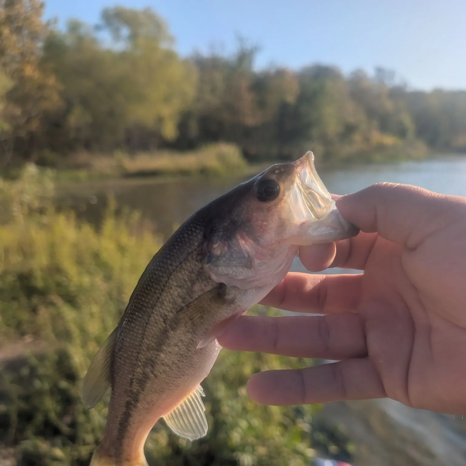 Largemouth bass caught on Fishbrain