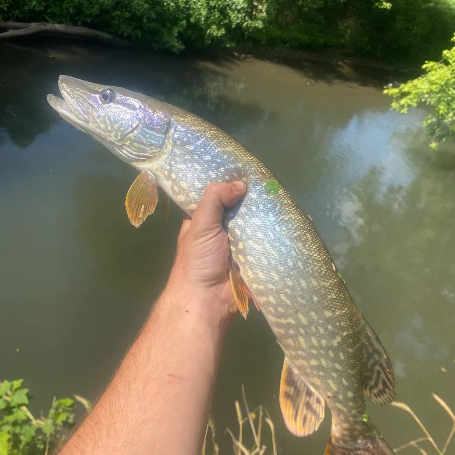 Northern pike caught on Fishbrain