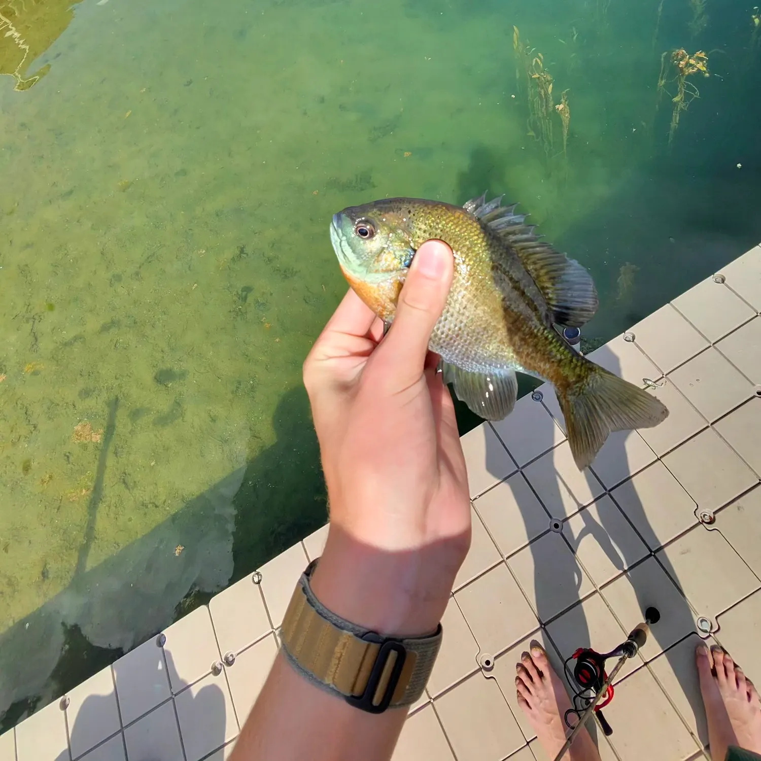 recently logged catches