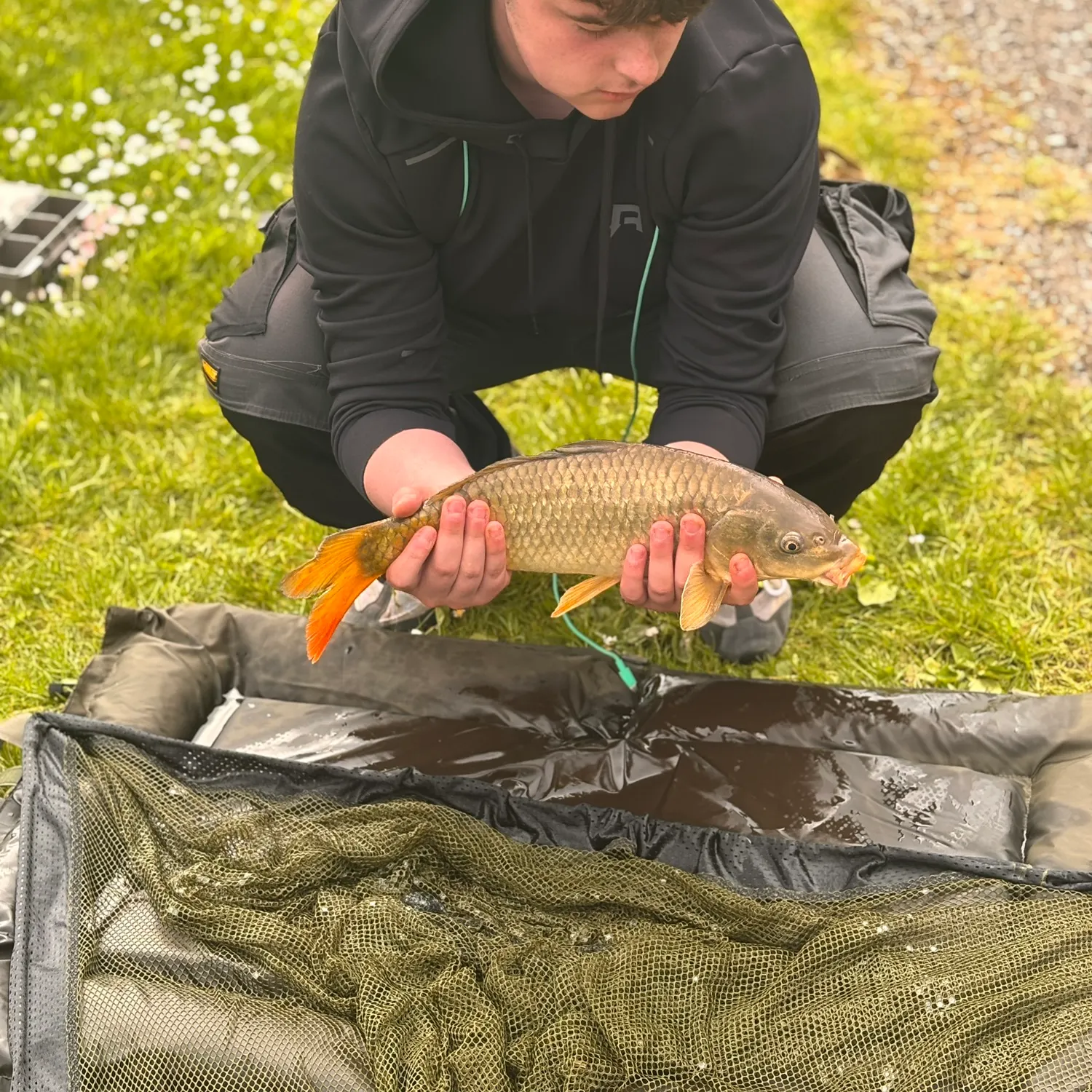 Common carp caught on Fishbrain