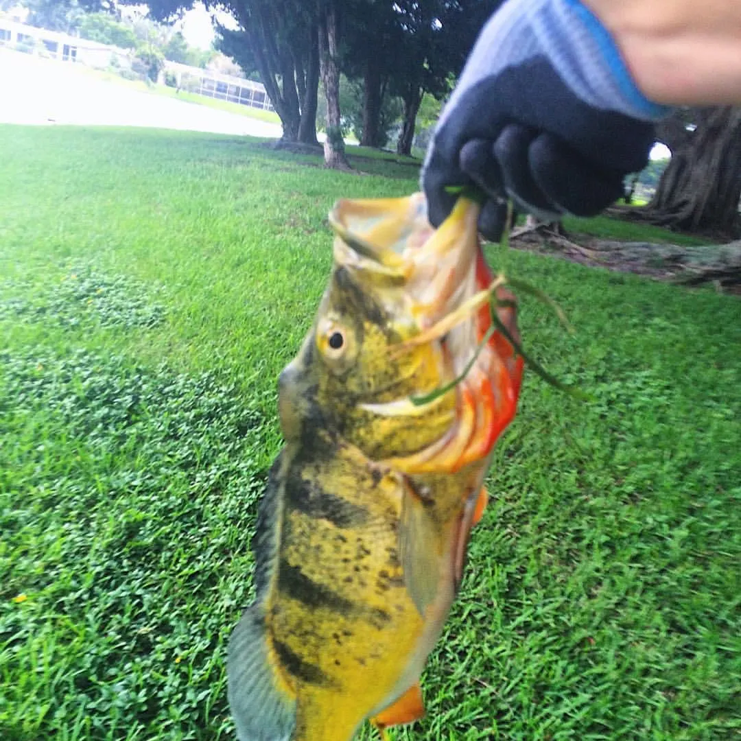 The most recent Butterfly peacock bass catches on Fishbrain