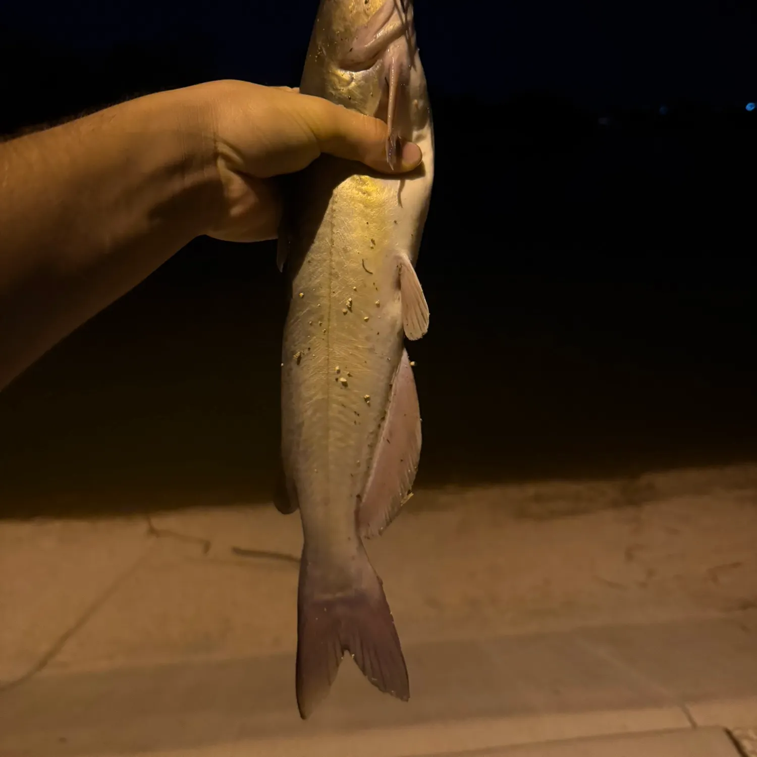 Channel catfish caught on Fishbrain
