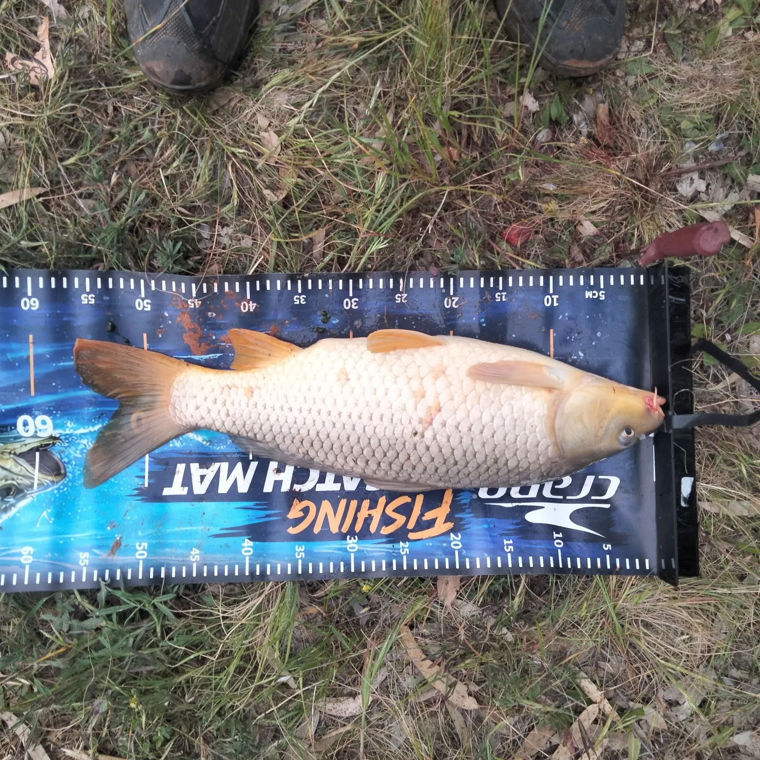 Common carp caught on Fishbrain