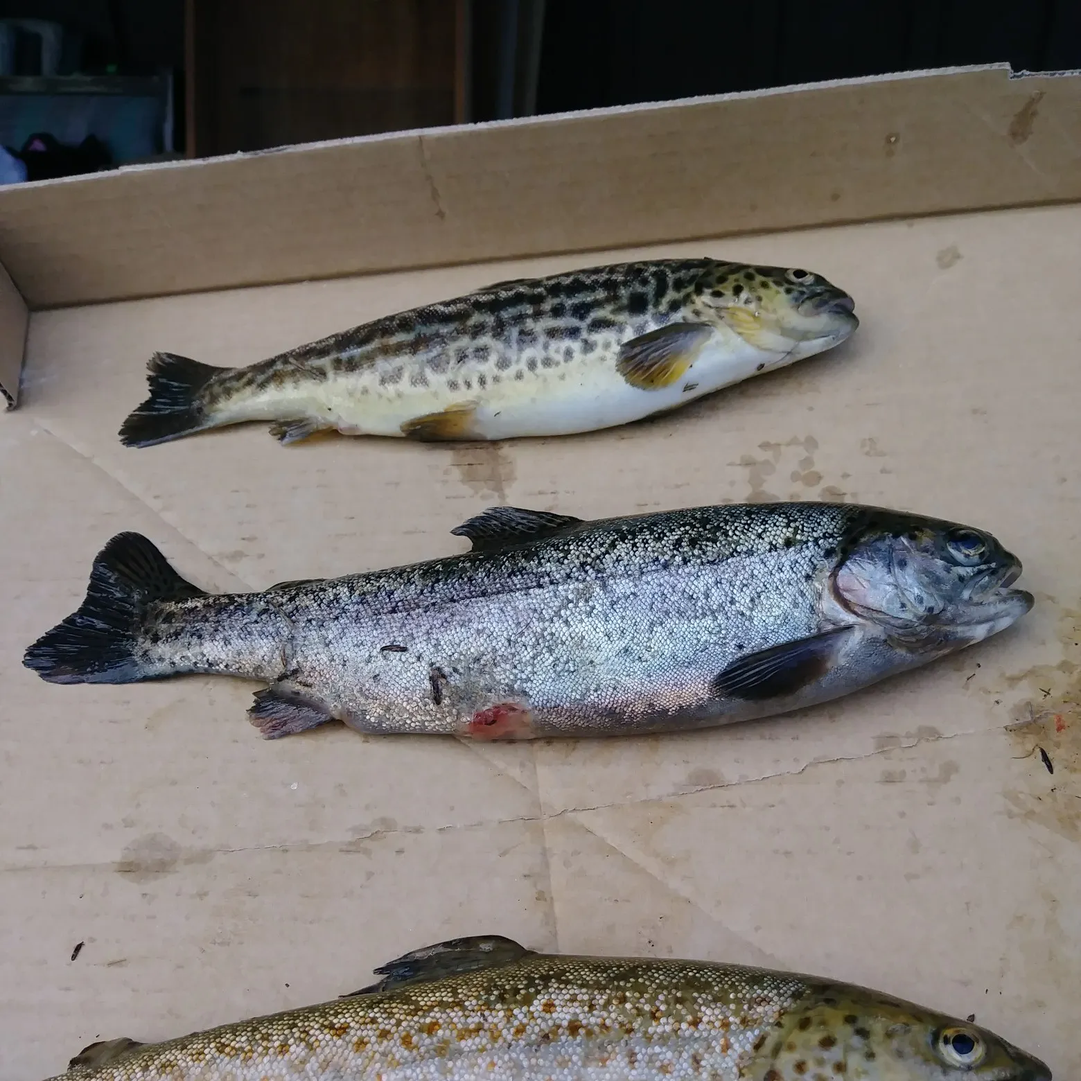 recently logged catches