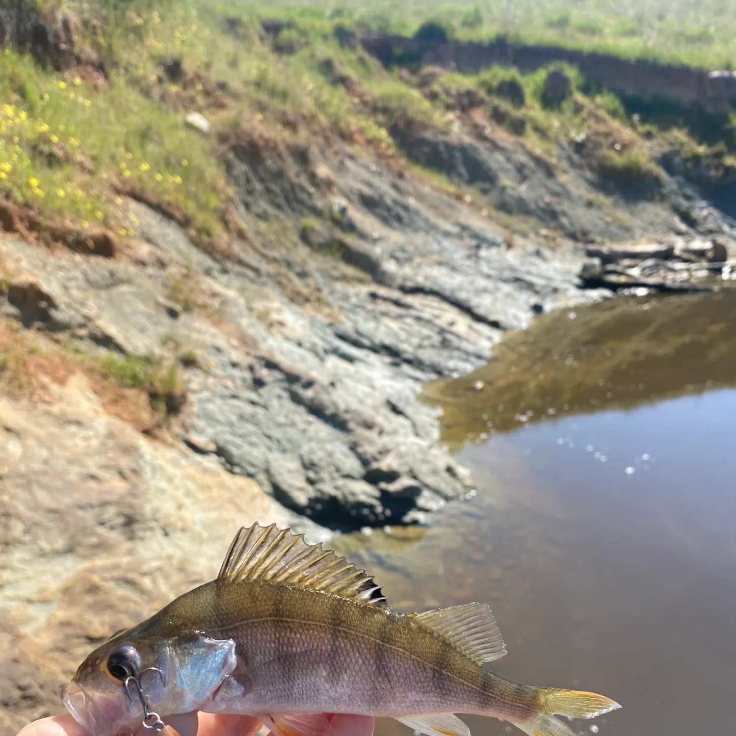 European perch caught on Fishbrain