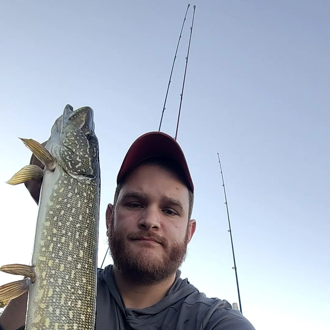 Northern pike caught on Fishbrain