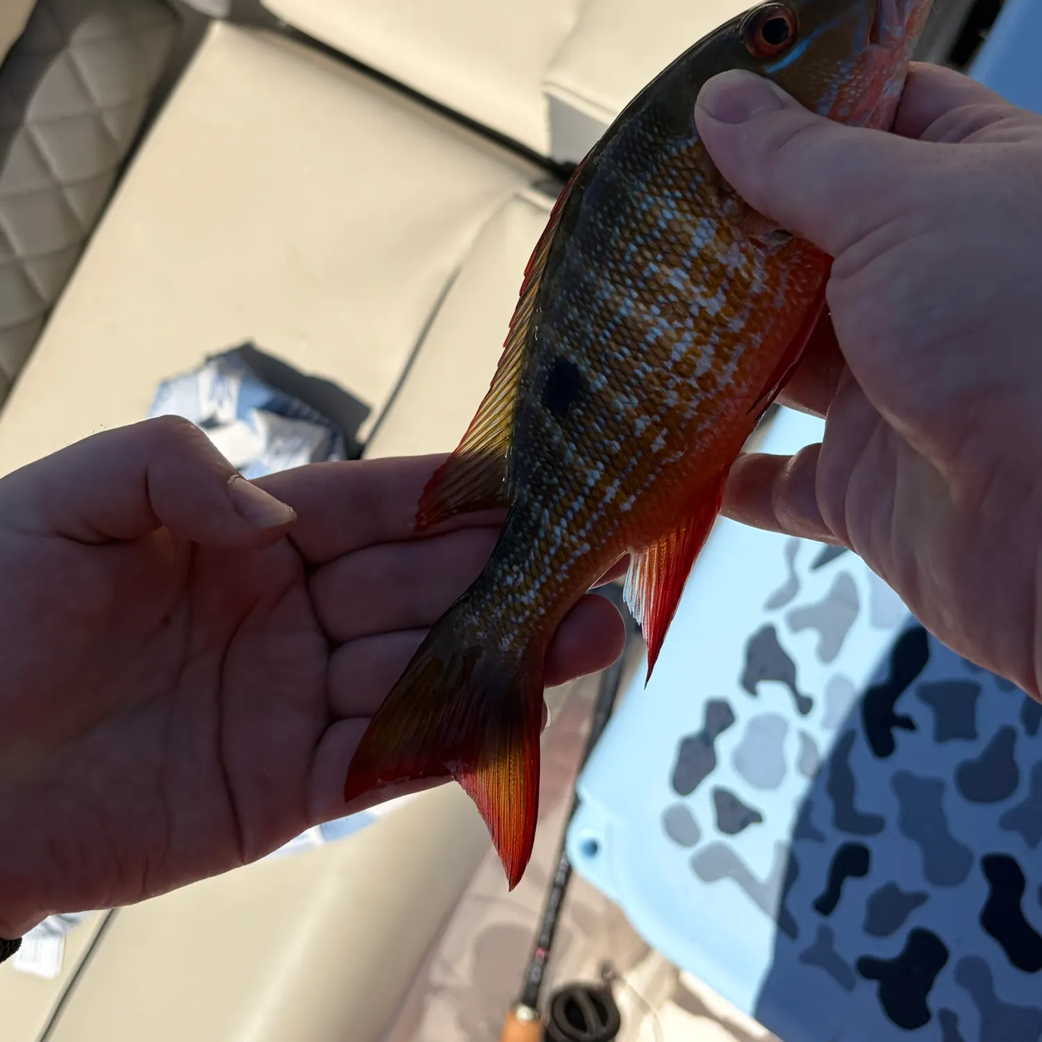 The most recent Mutton snapper catches on Fishbrain