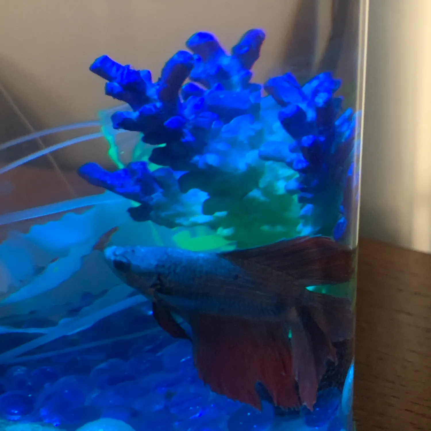 The most recent Siamese fighting fish catches on Fishbrain