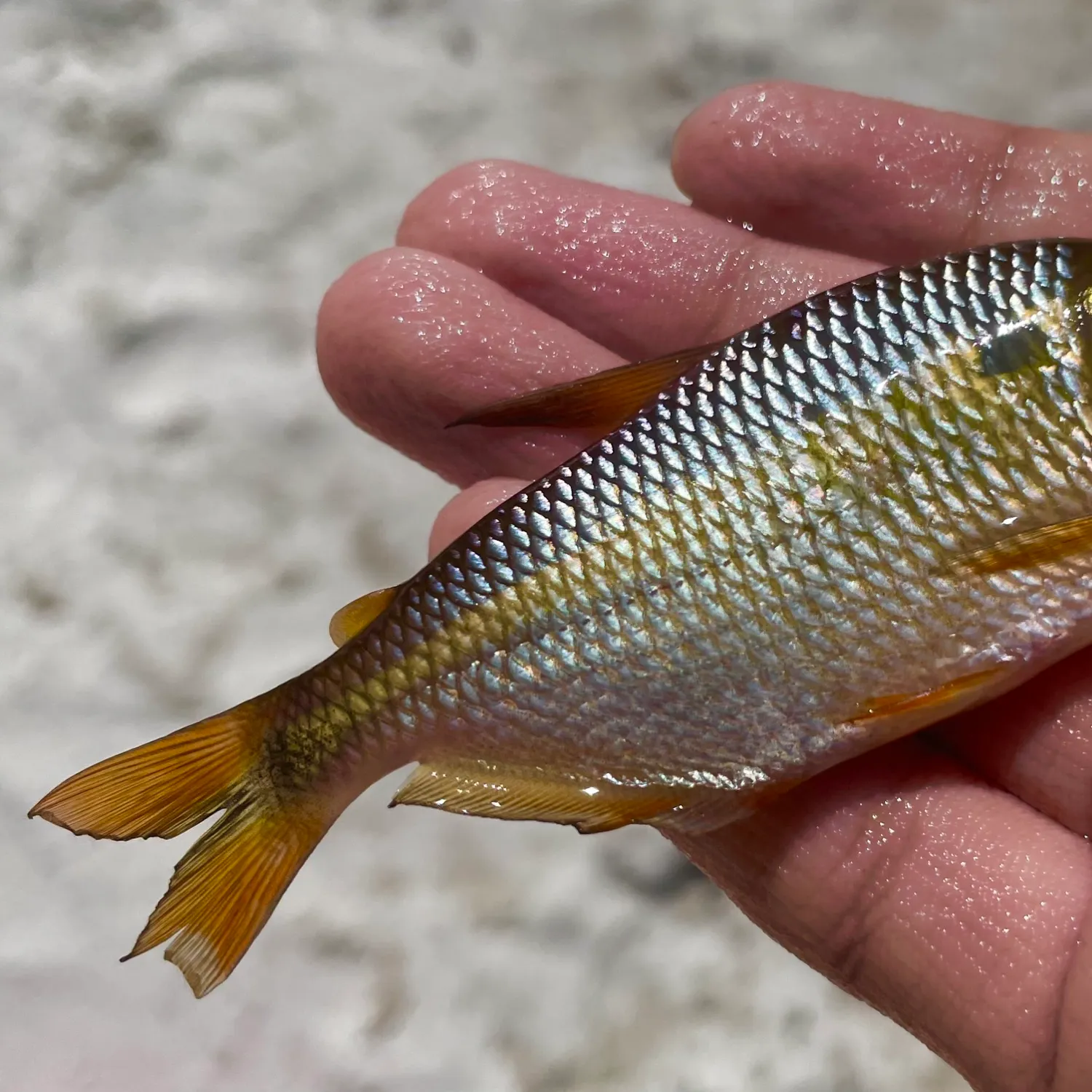 The most popular recent Twospot astyanax catch on Fishbrain