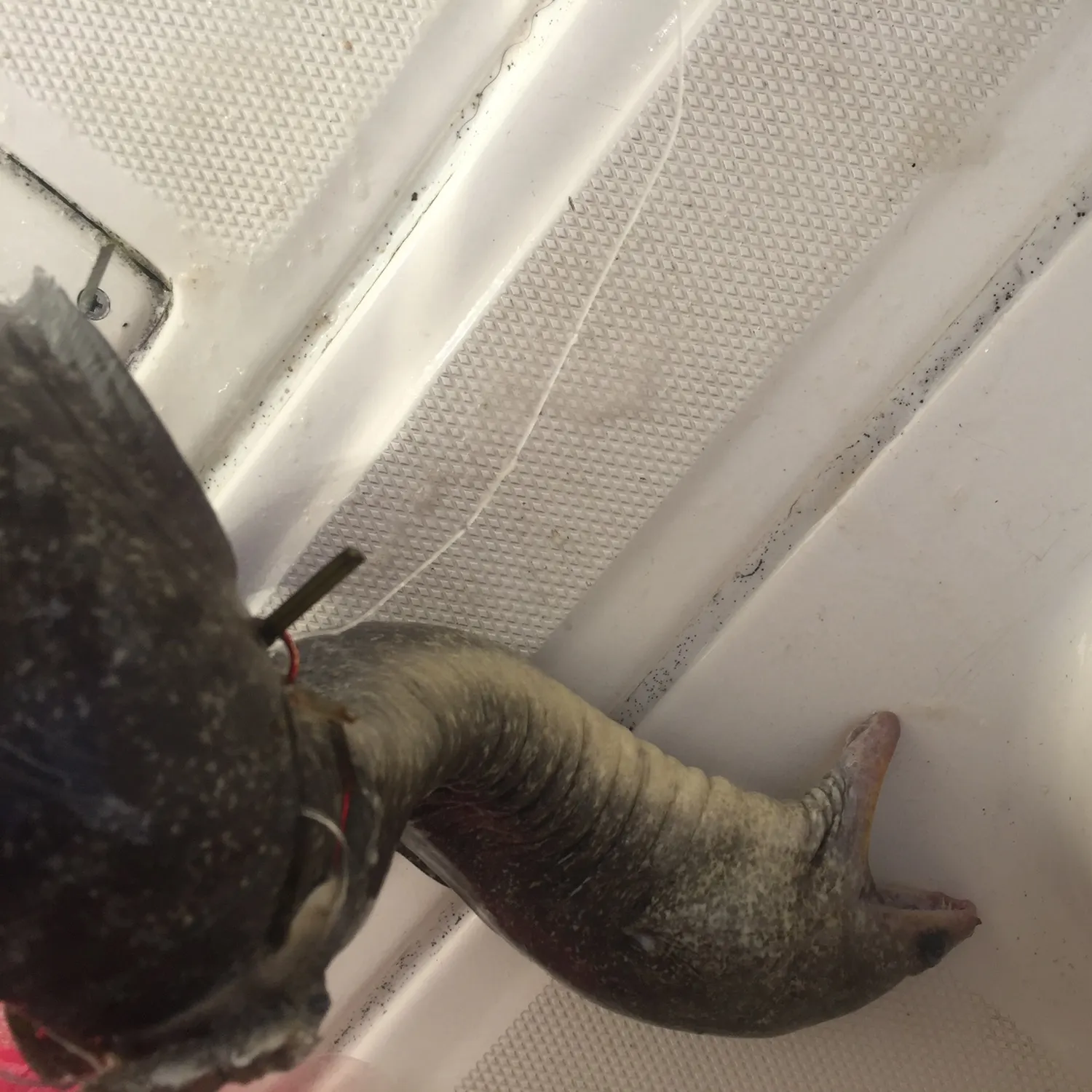 The most recent Greyface moray catches on Fishbrain