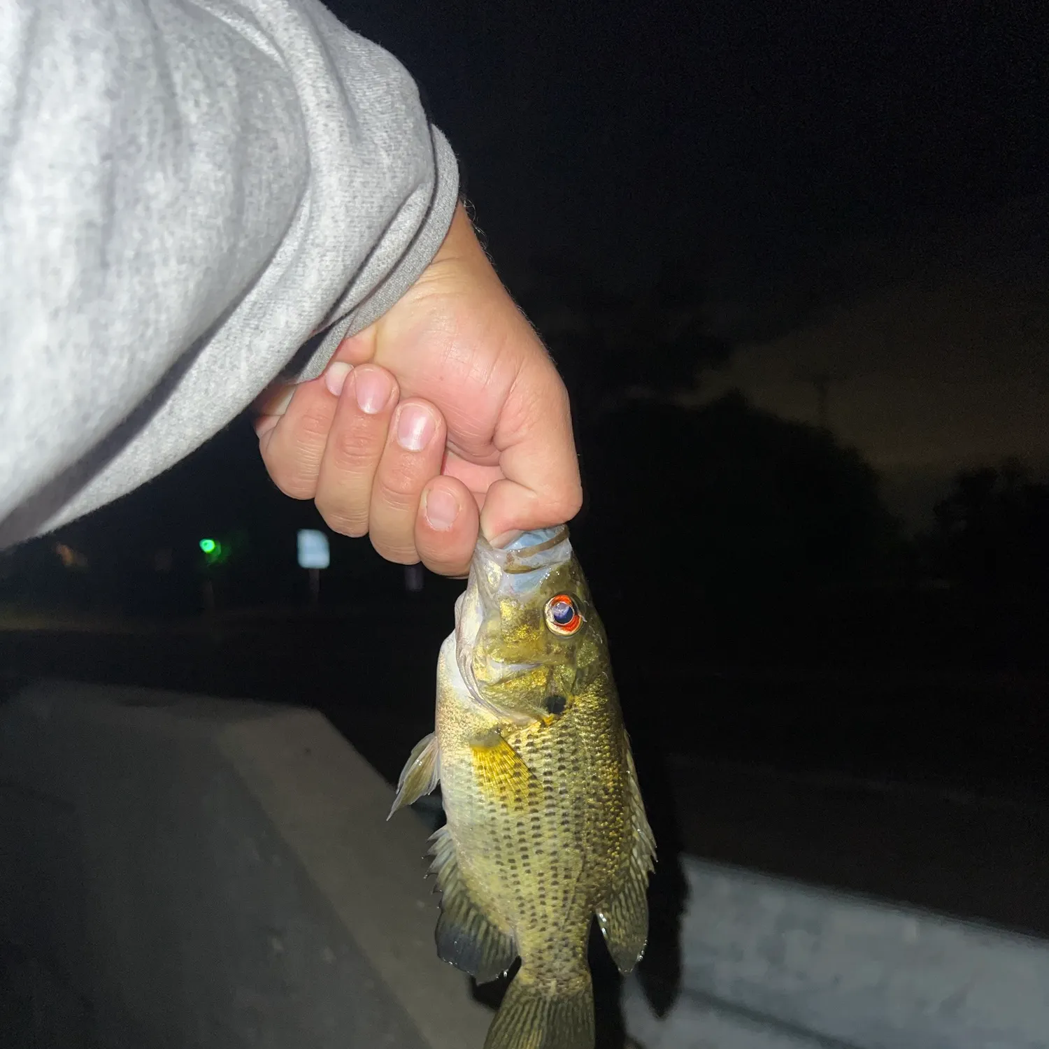 Rock bass caught on Fishbrain
