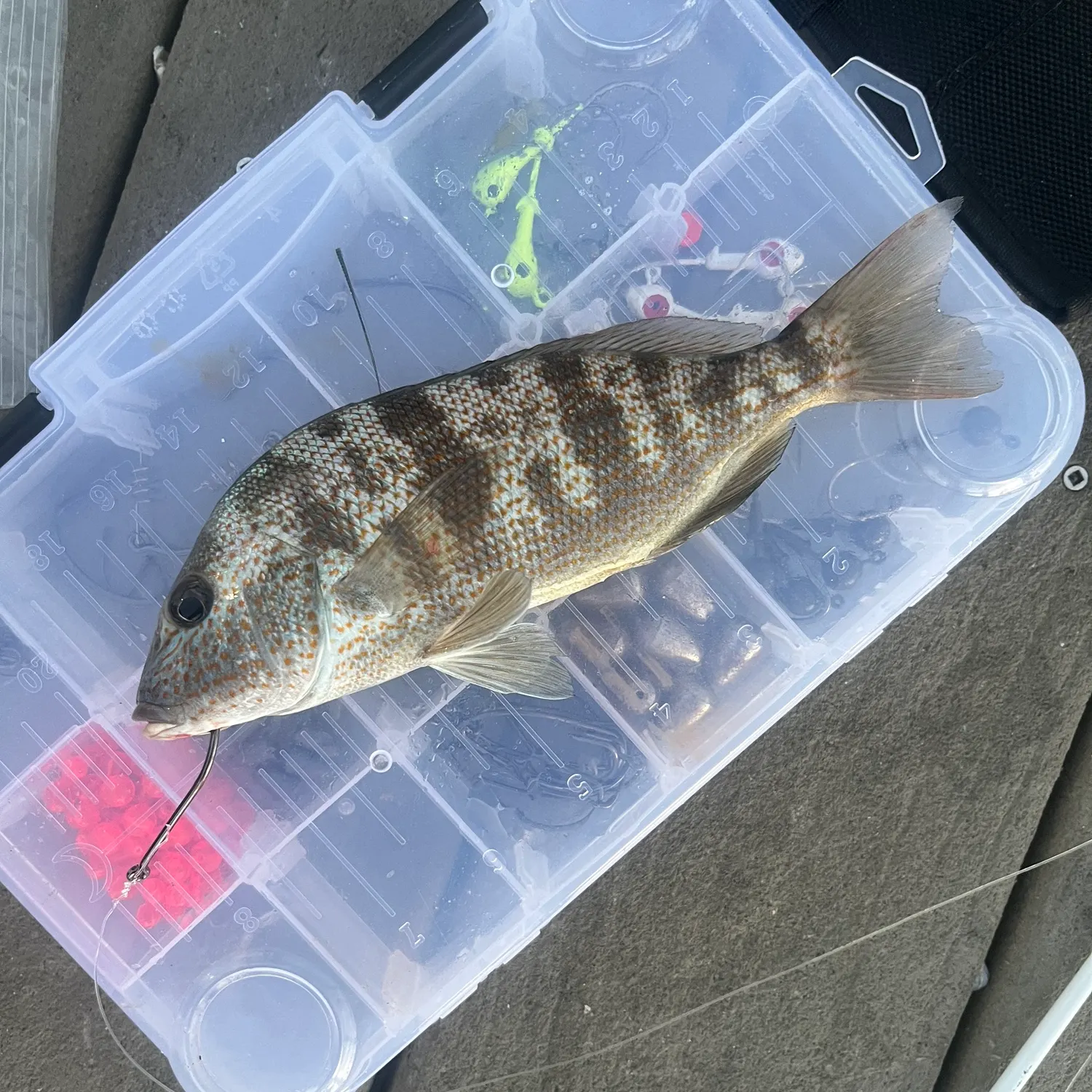 The most recent White grunt catches on Fishbrain