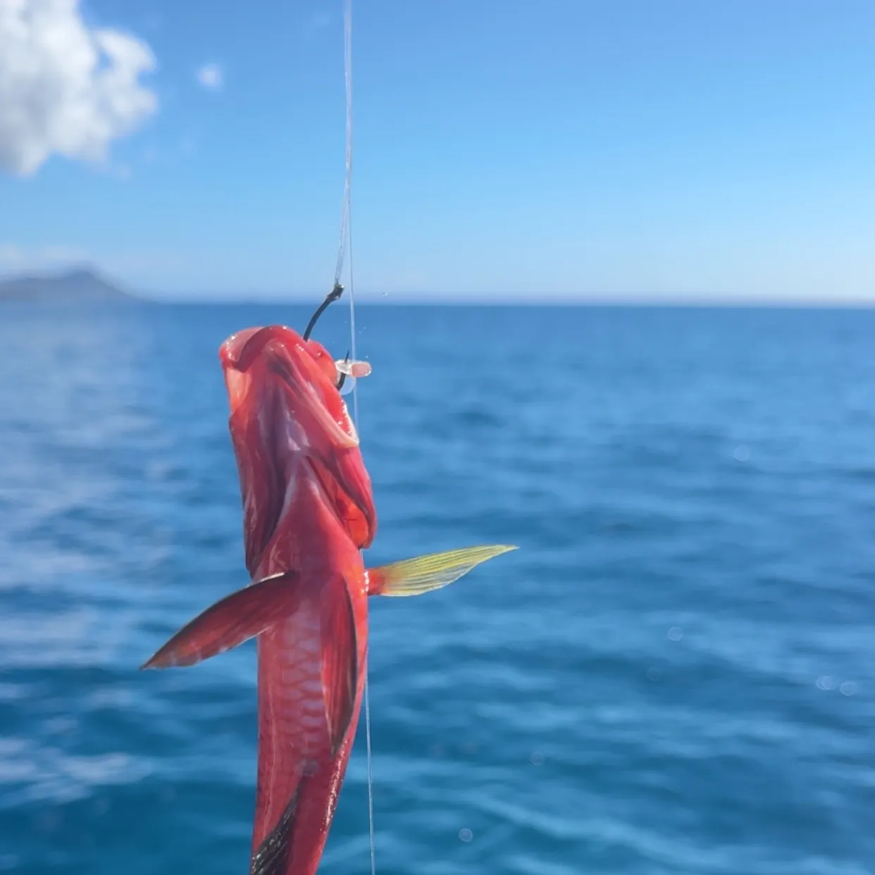 The most recent Red mullet catches on Fishbrain
