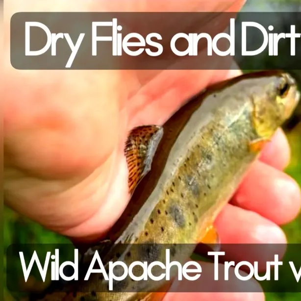 Apache trout caught on Fishbrain
