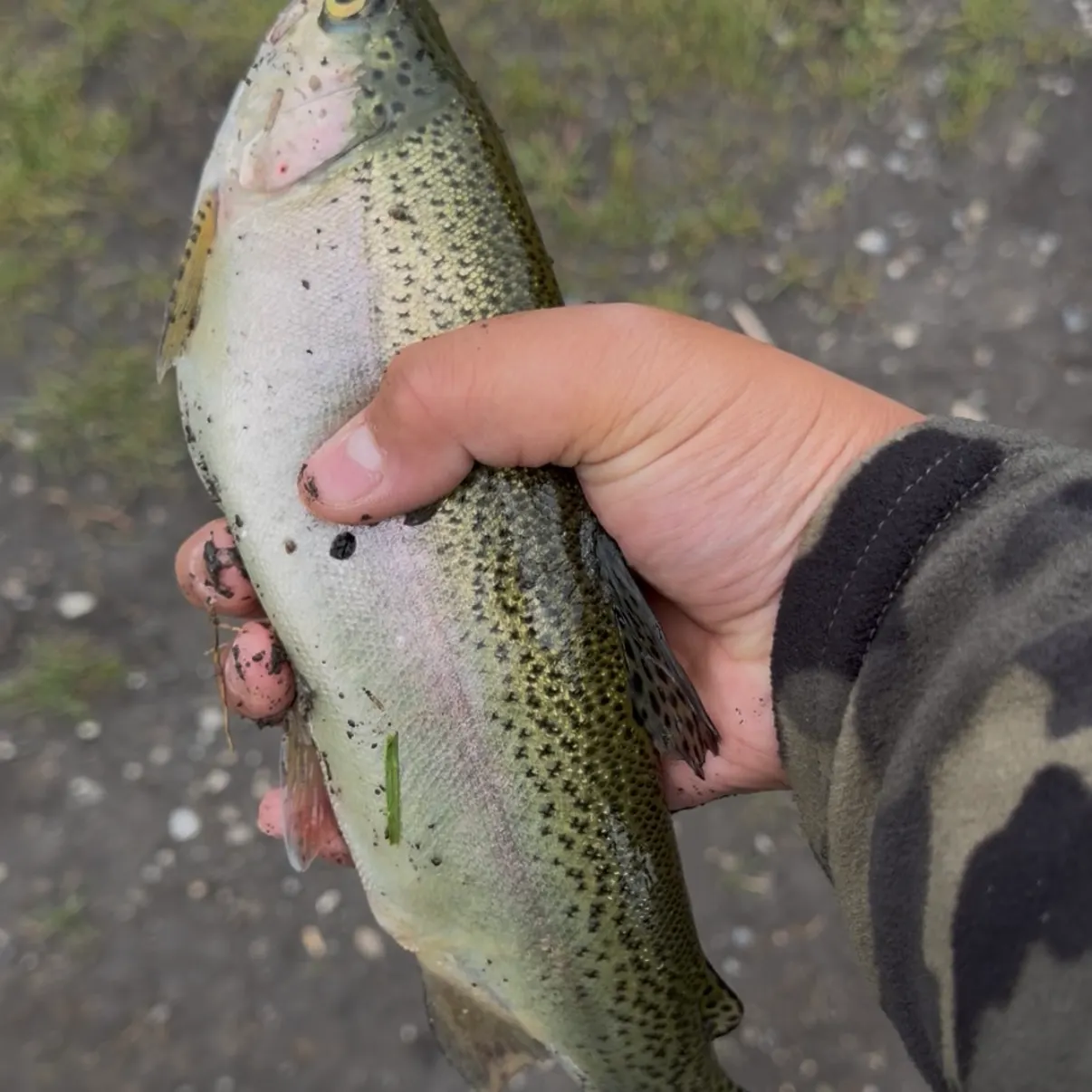 Rainbow trout caught on Fishbrain