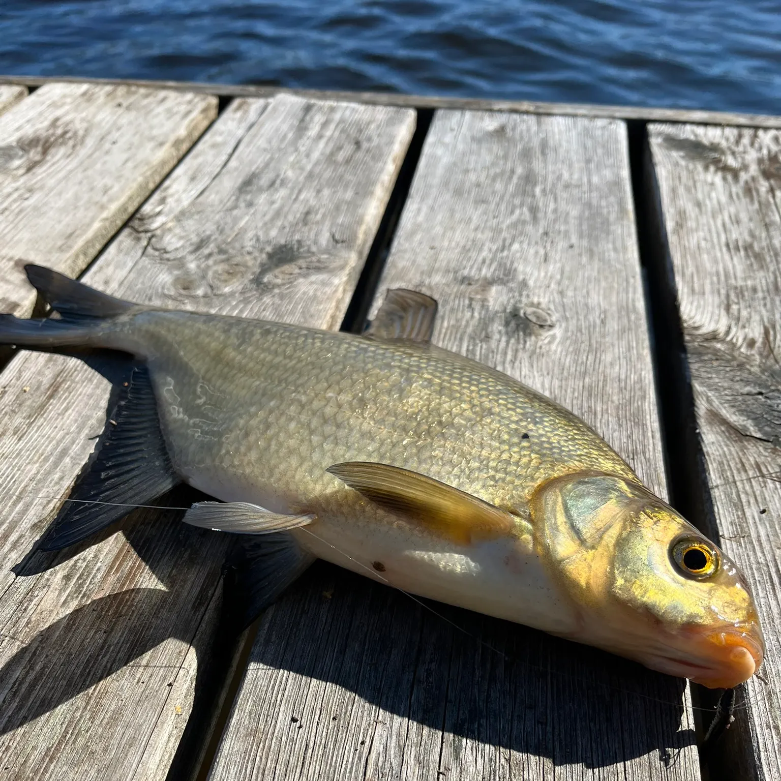 The most recent Common bream catches on Fishbrain